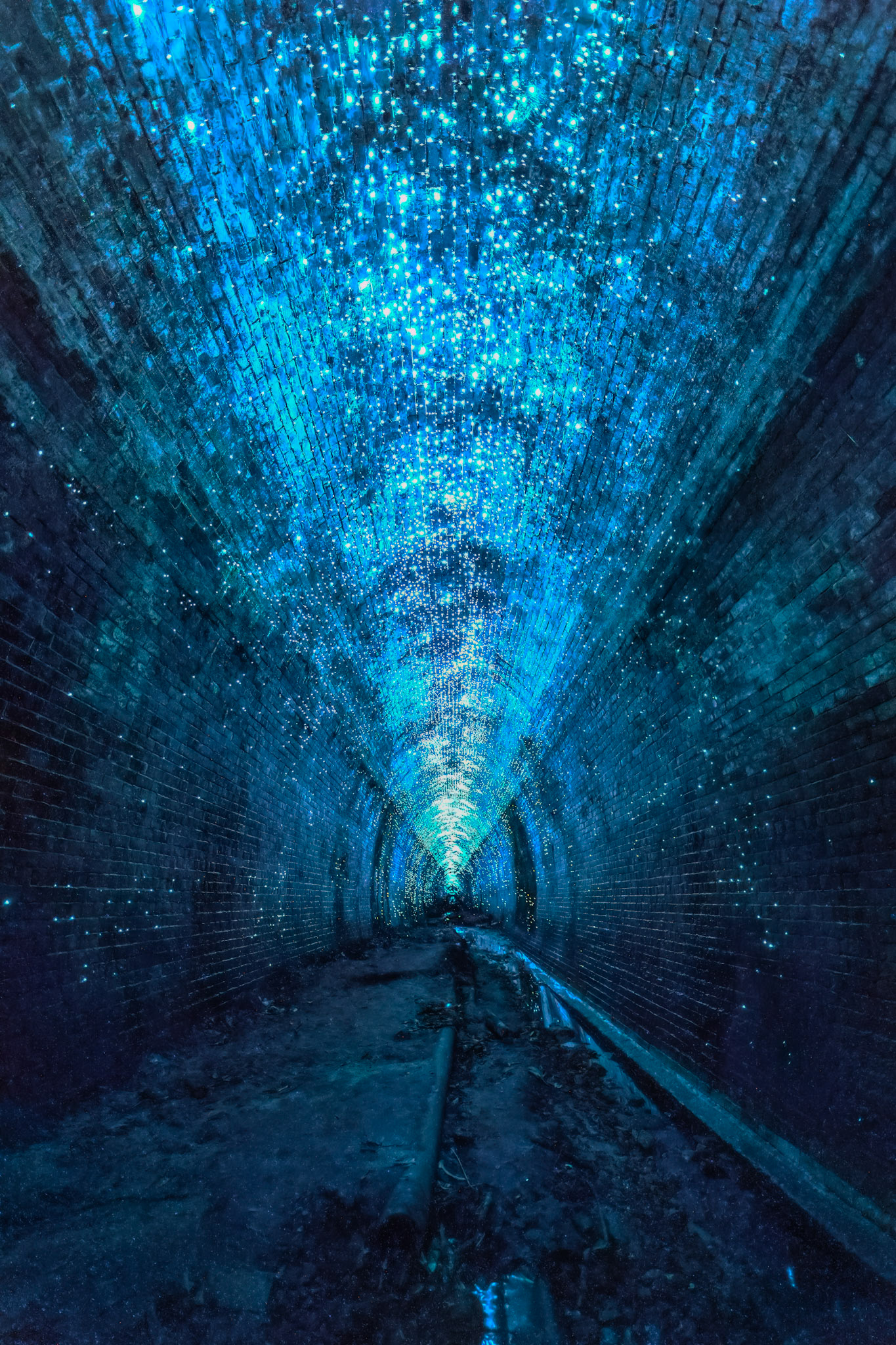 Helensburgh Glow Worms