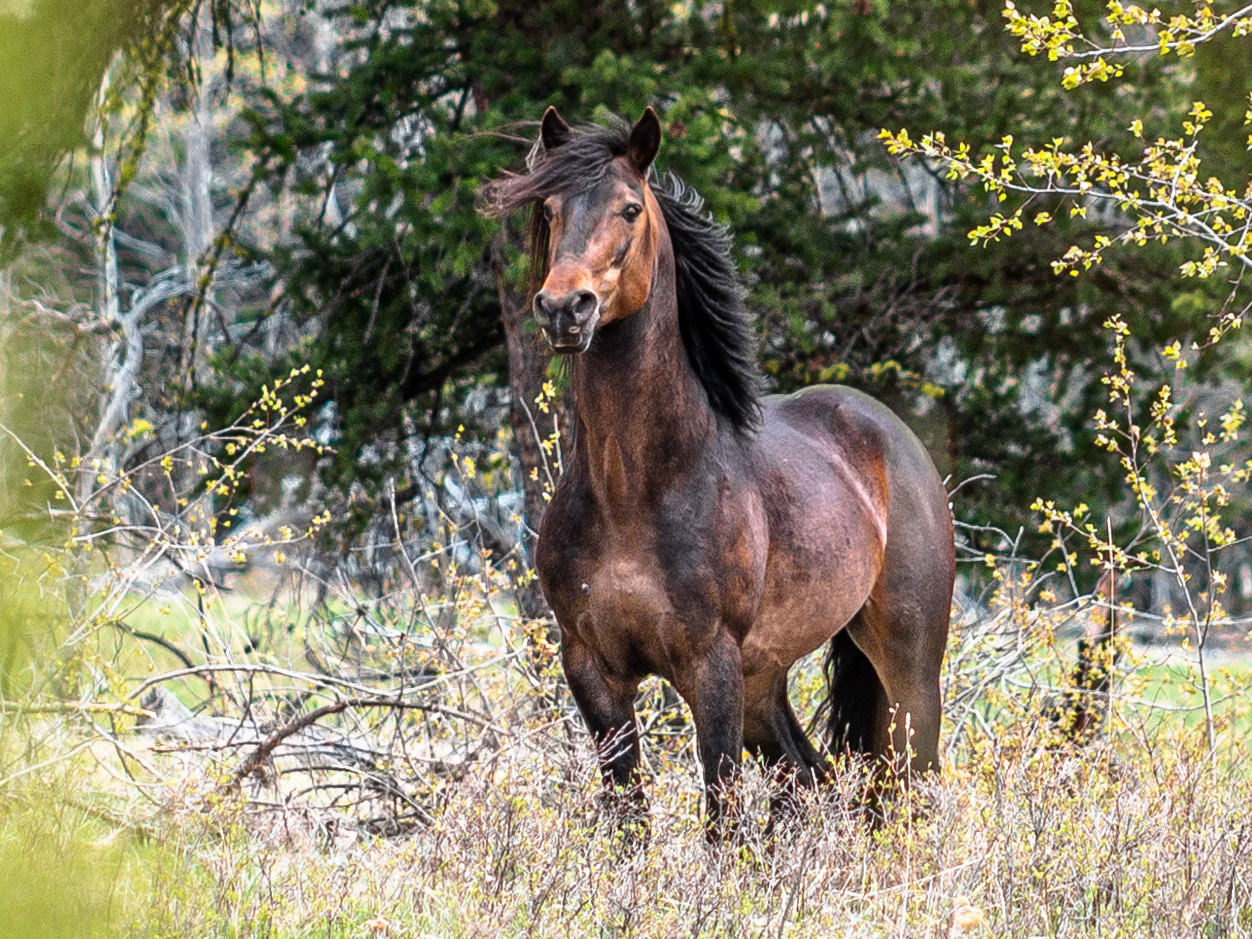 Wild Horses Canada - Images