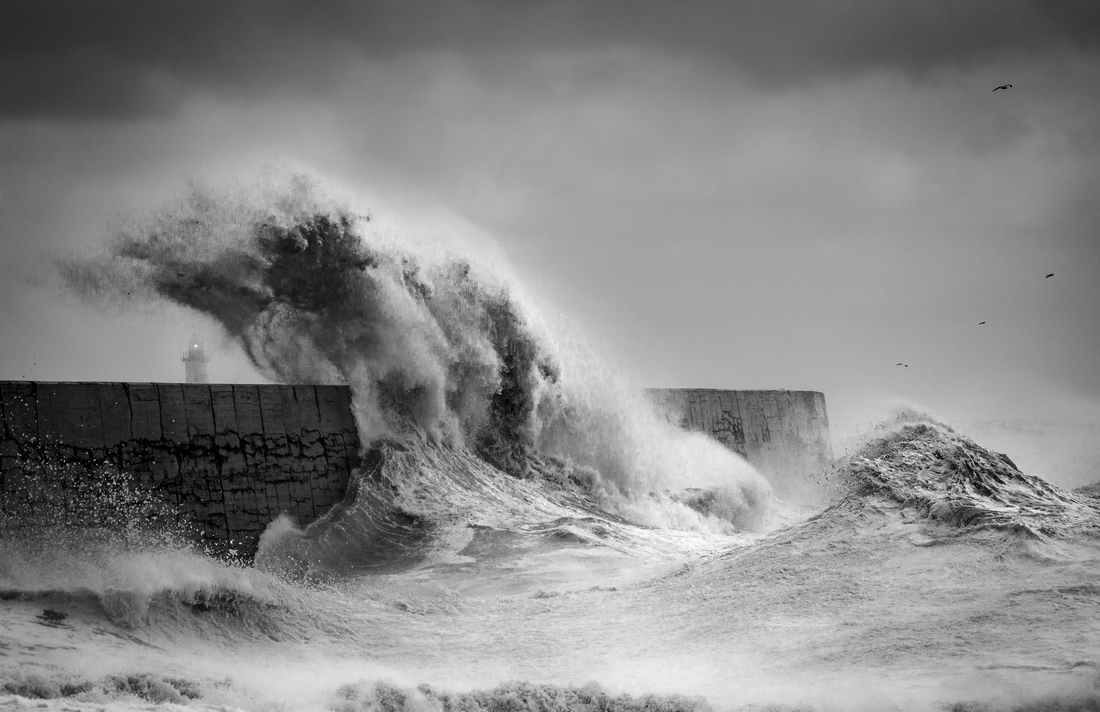 Wild Seas