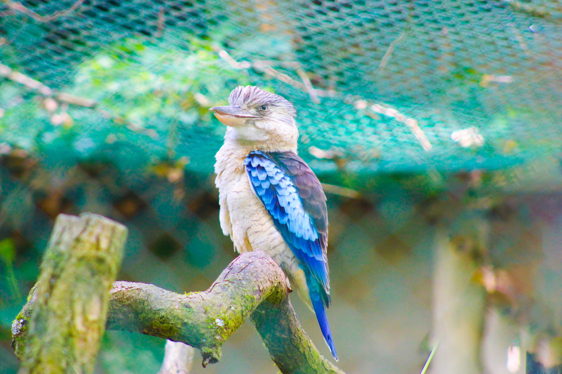 Kookaburra