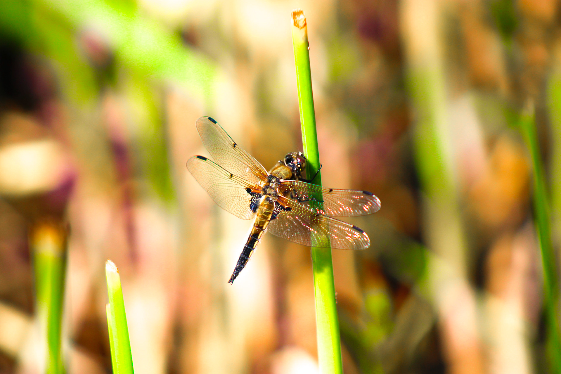 Libelle