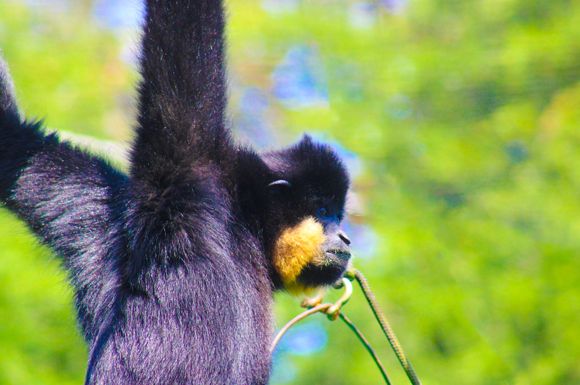 Siamang