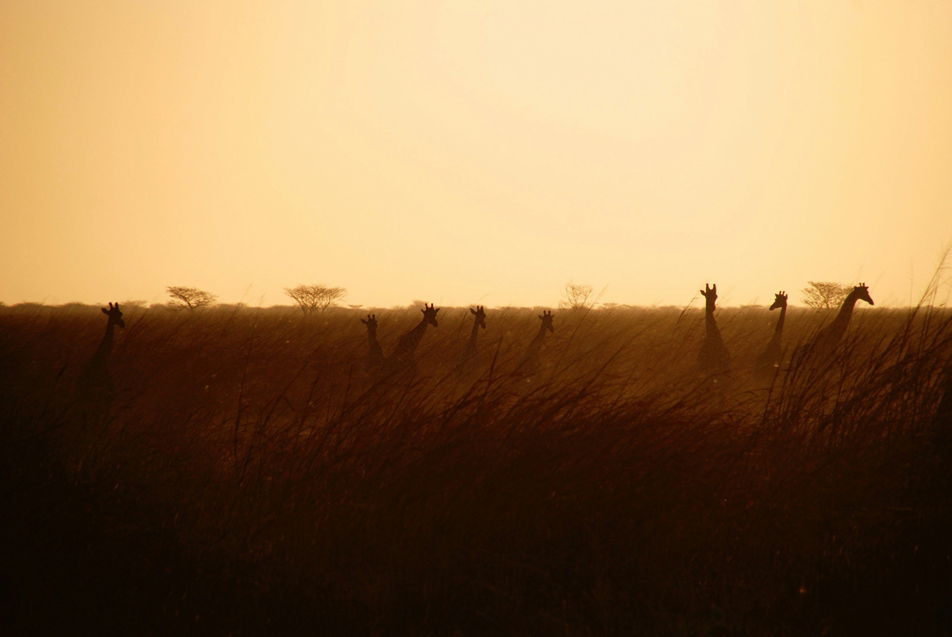 A line of giraffes moving through tall grass at sunset, silhouetted against a warm African sky.