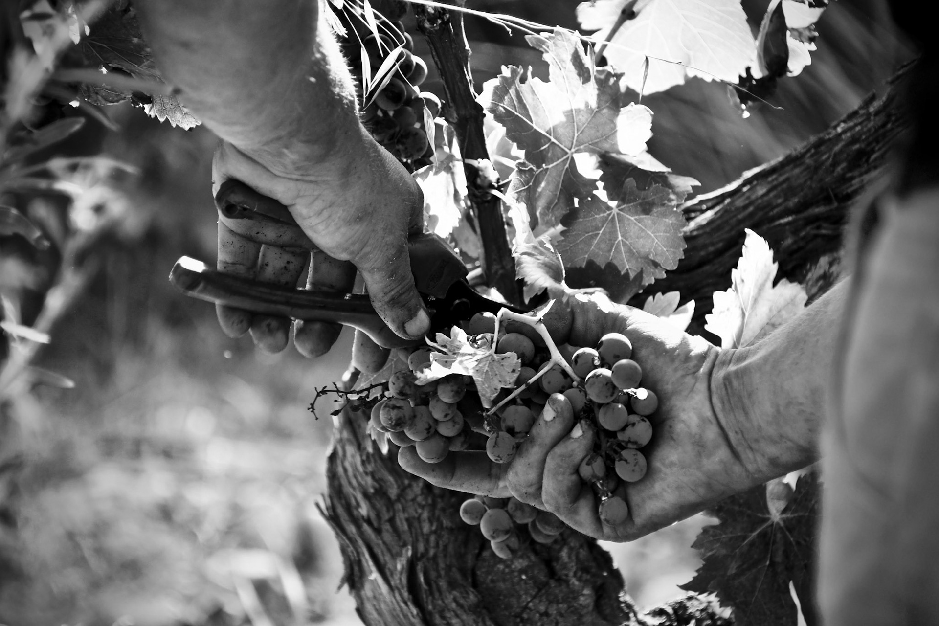 Vineyard workers cutting a bunch of grapes by hand during harvest.