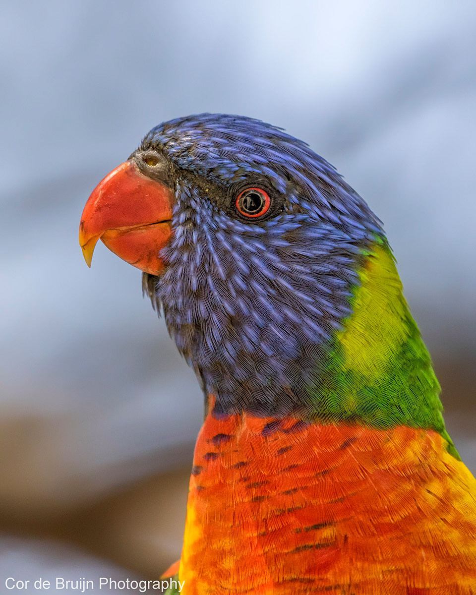 Cor De Bruijn - Australian Birds