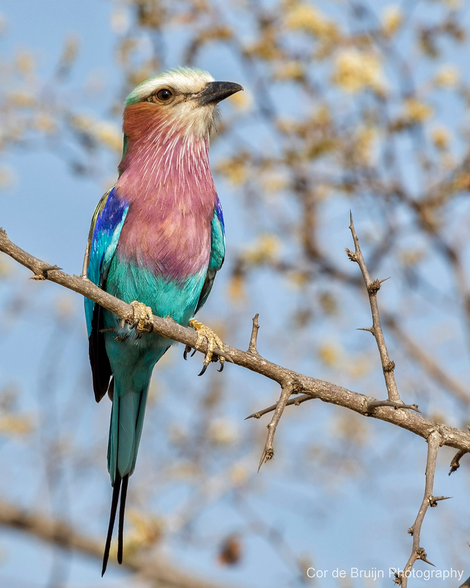 Cor De Bruijn - Birds In South Africa