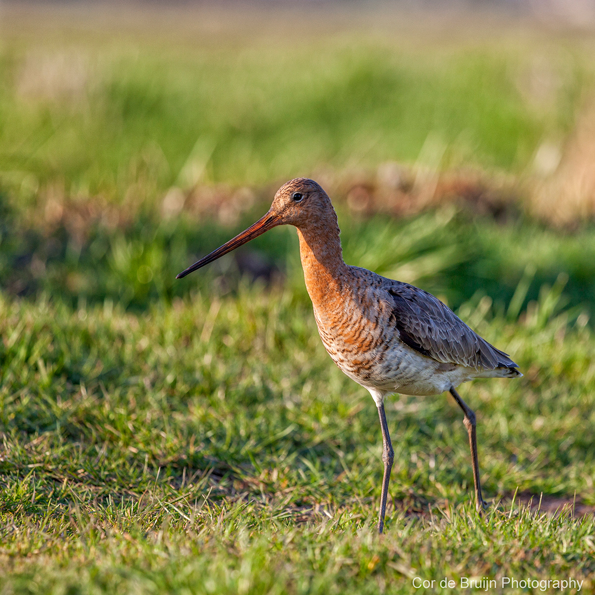 Cor De Bruijn - Black-tailed Godwit