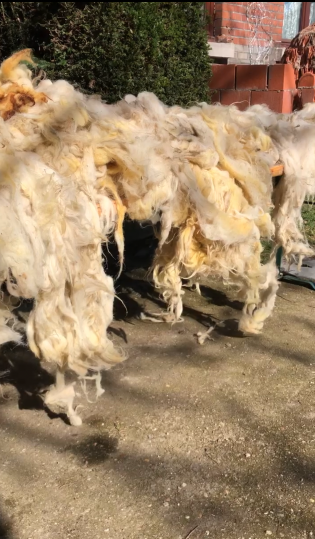 freshly washed wool drying outside of Bac Art Lab