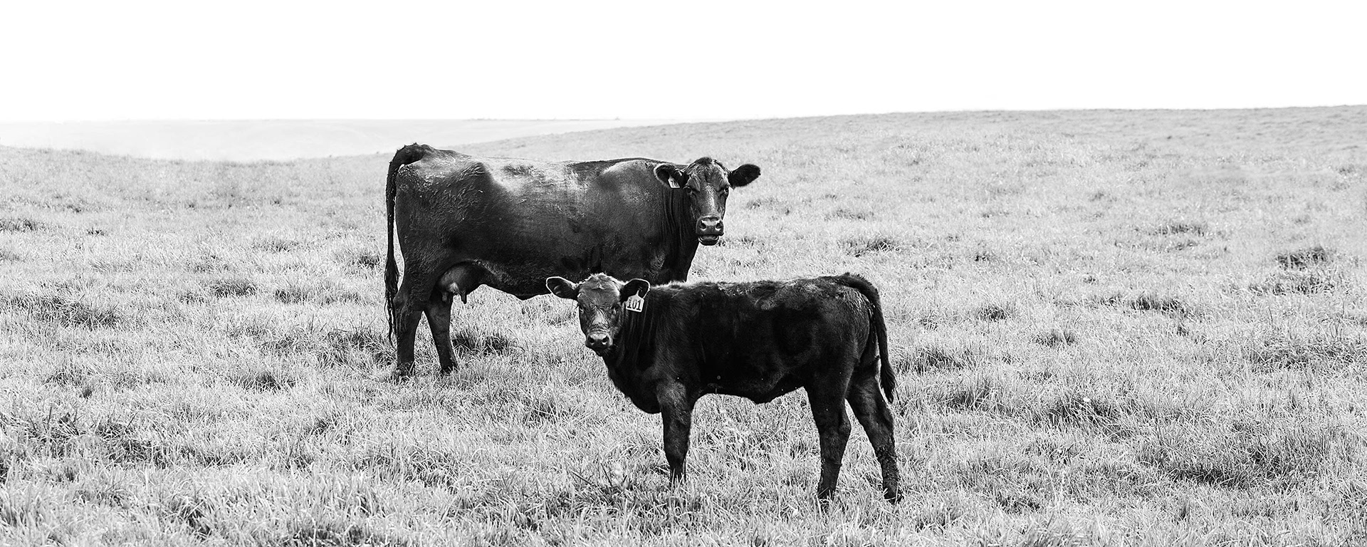 The Two Cows