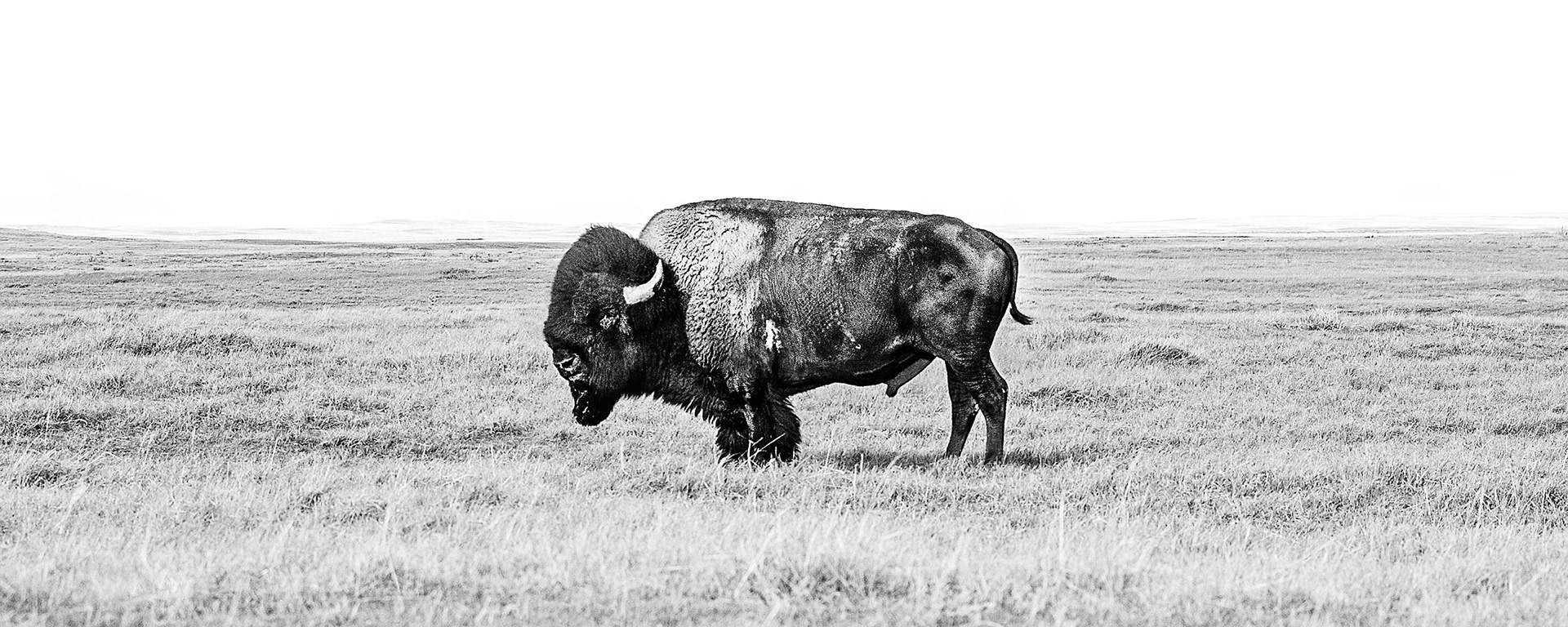 The Lone Buffalo