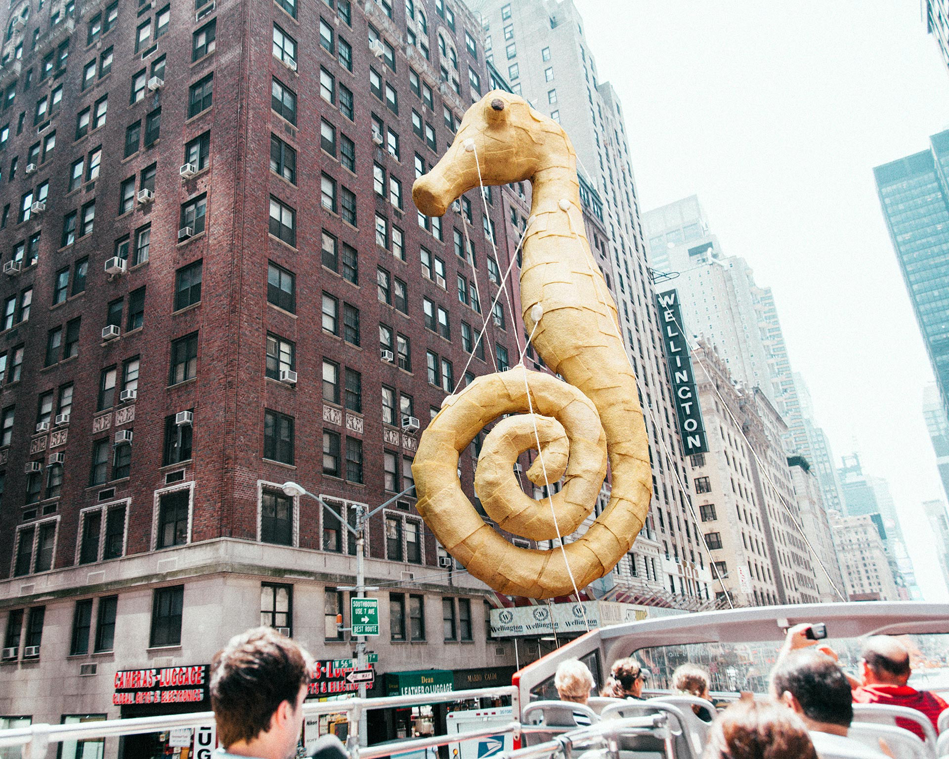 Sally Seahorse