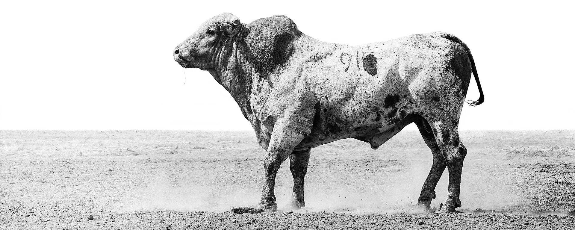 The Bull