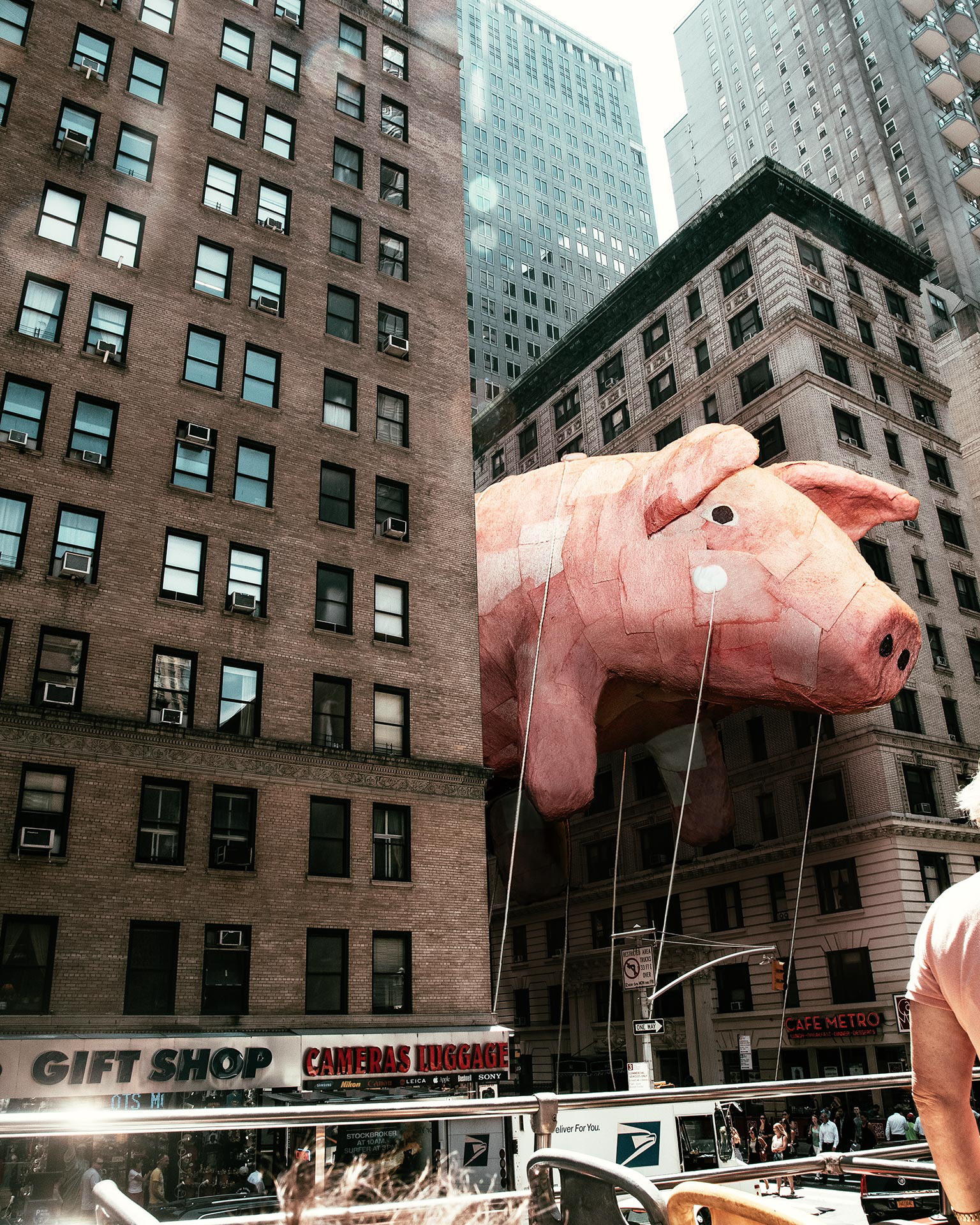 Perry Pig