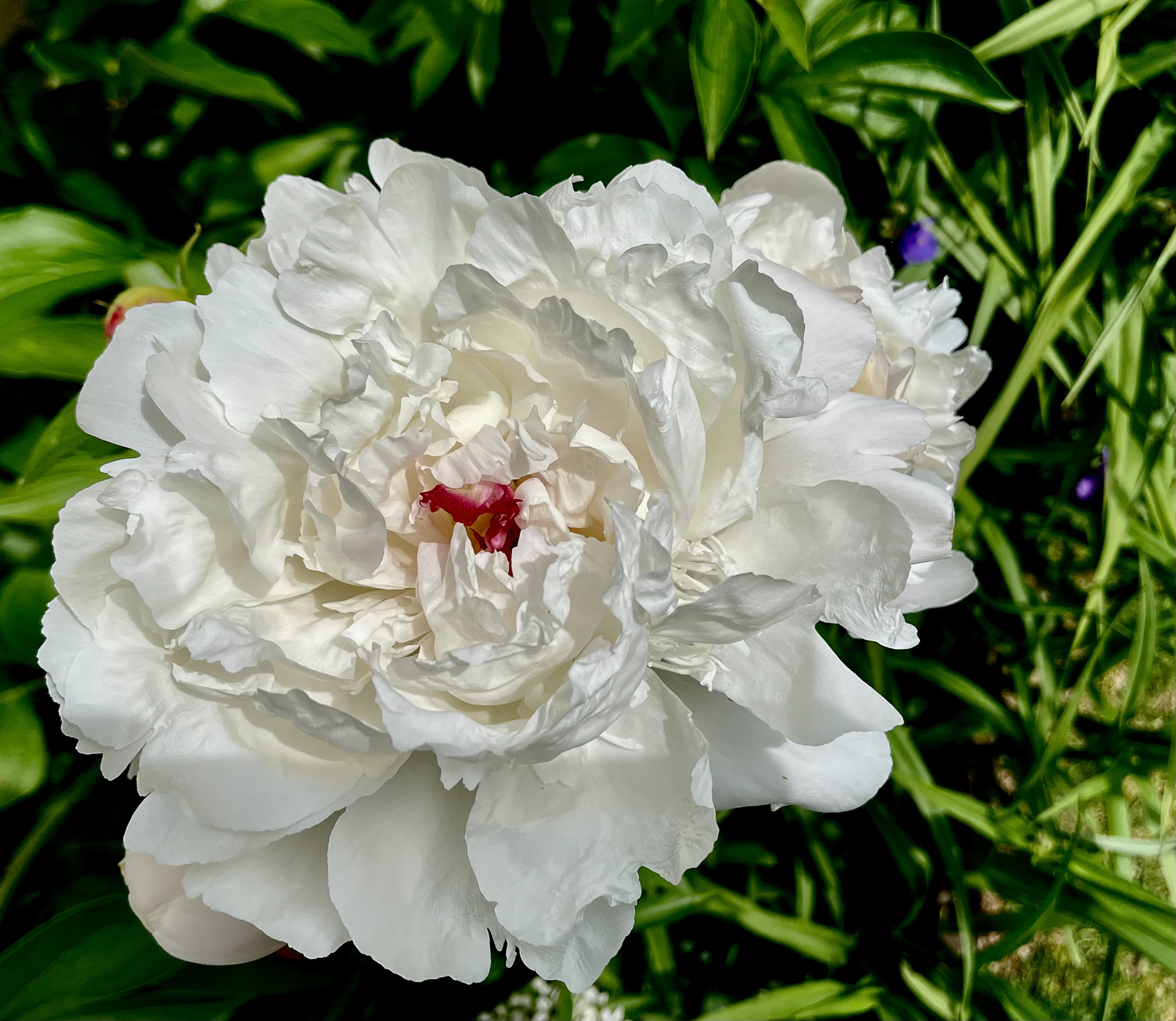 The Perfect Peony
