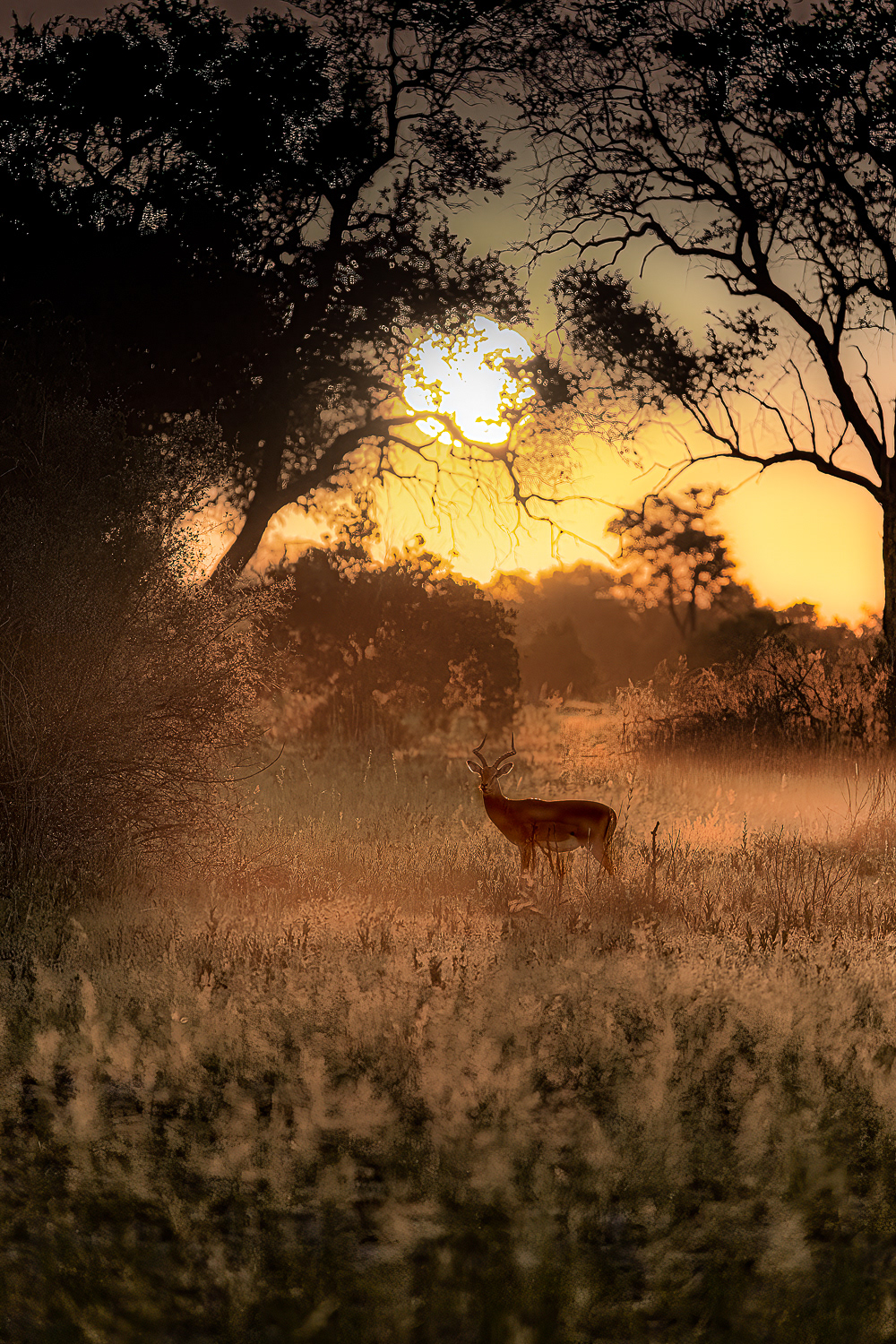 Impala staring