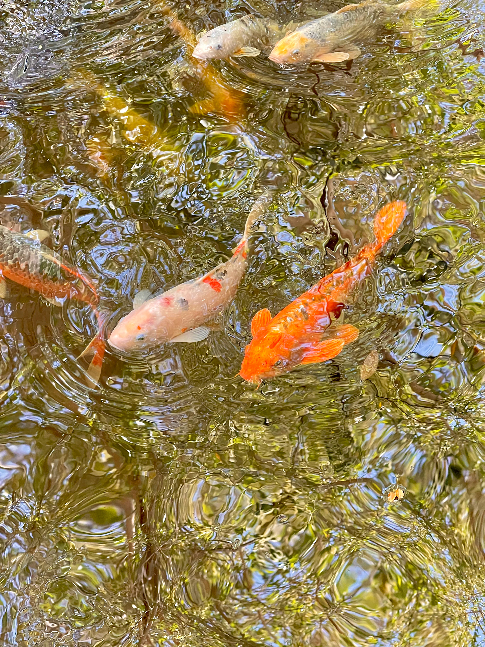 Koi Part 2