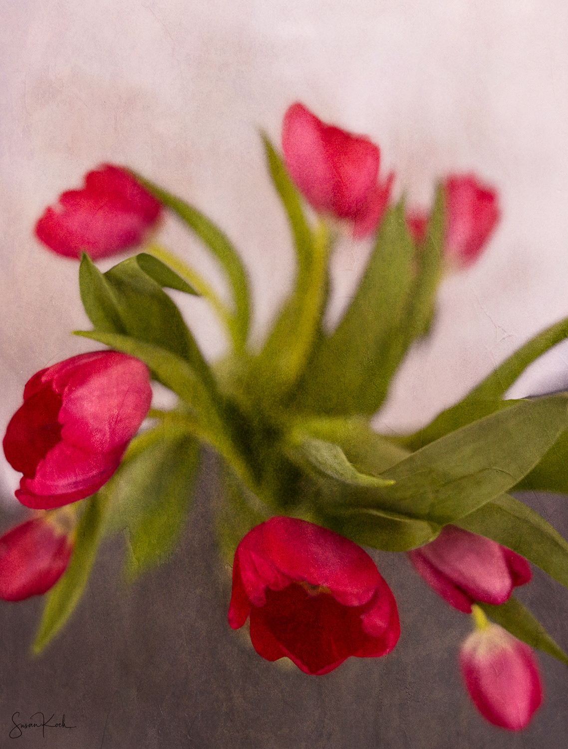 Swirling Tulips