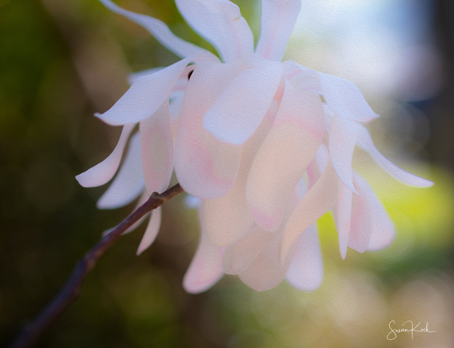 Dreamy Camellia