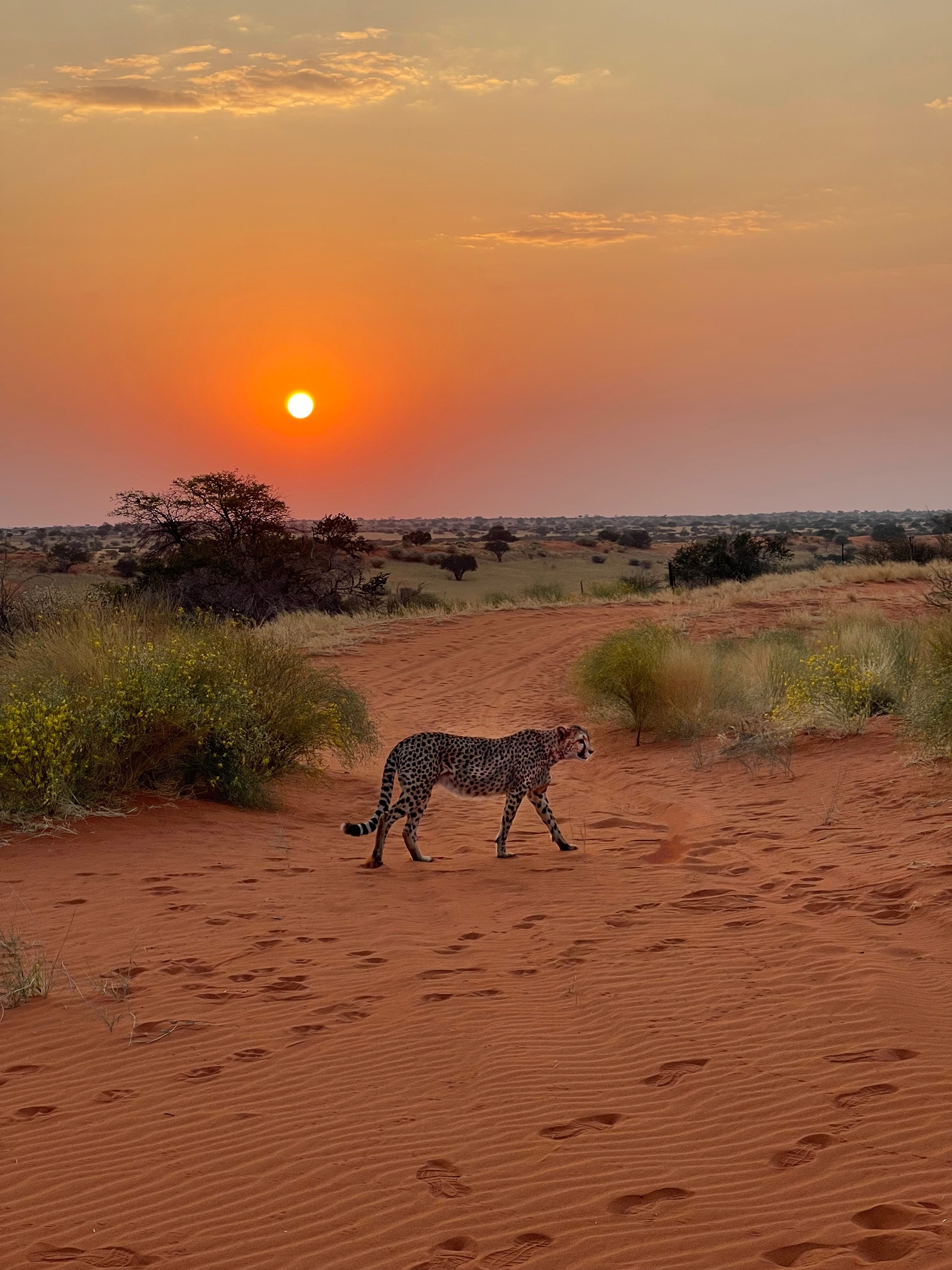 Sunset on the Kalahari