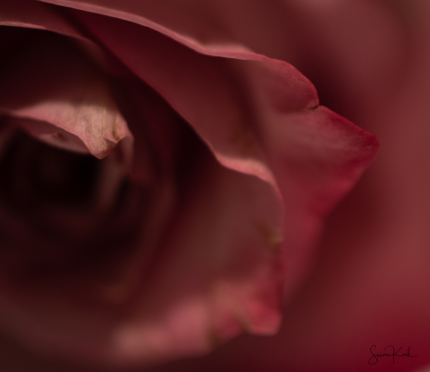 Essence of a Rose