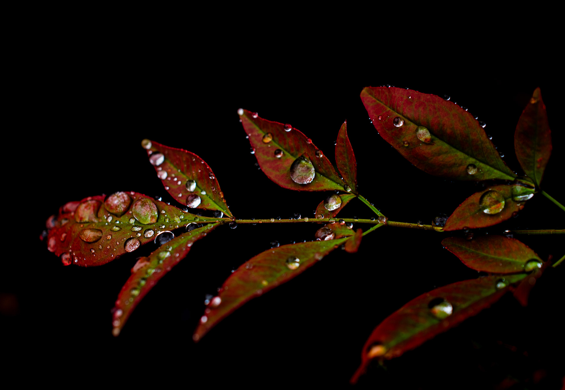 It's Raining on Red
