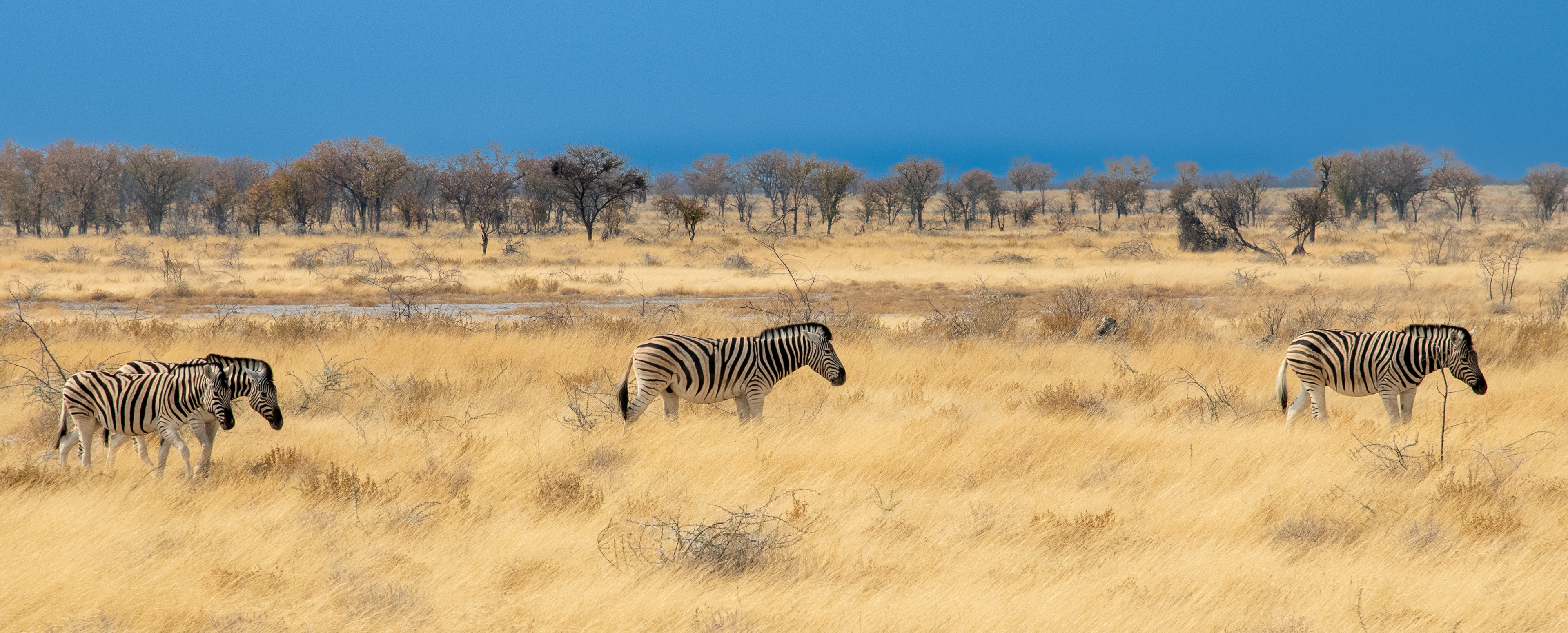 Zebra Trio