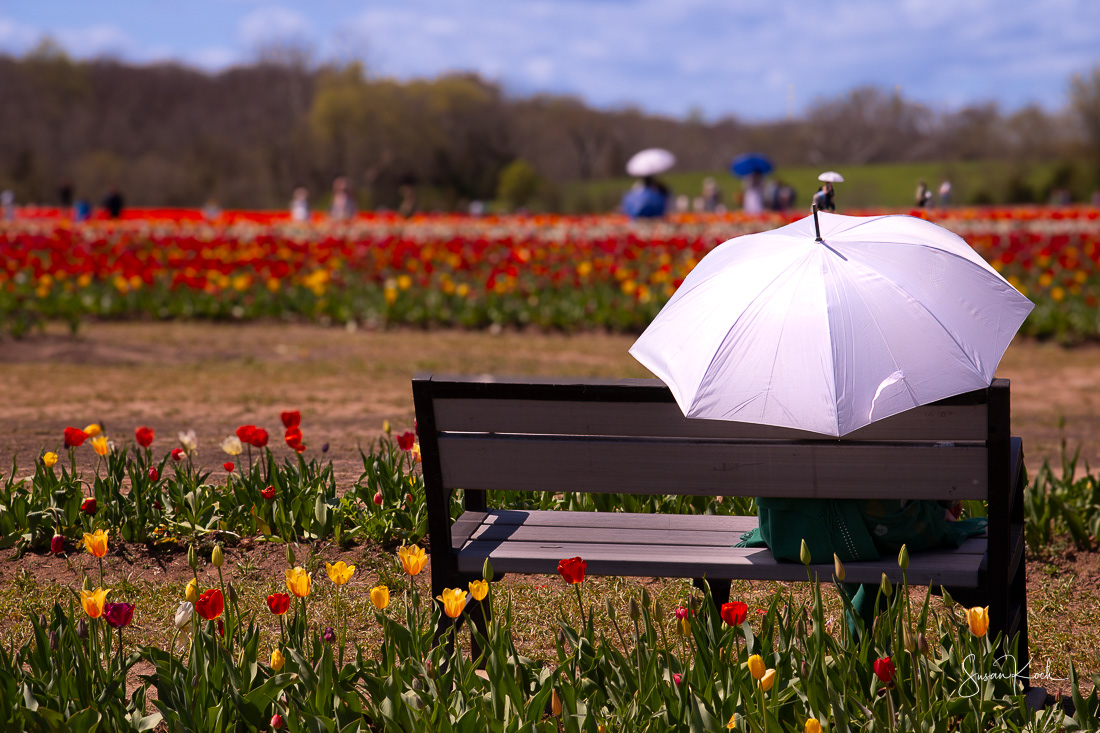 The White Umbrella