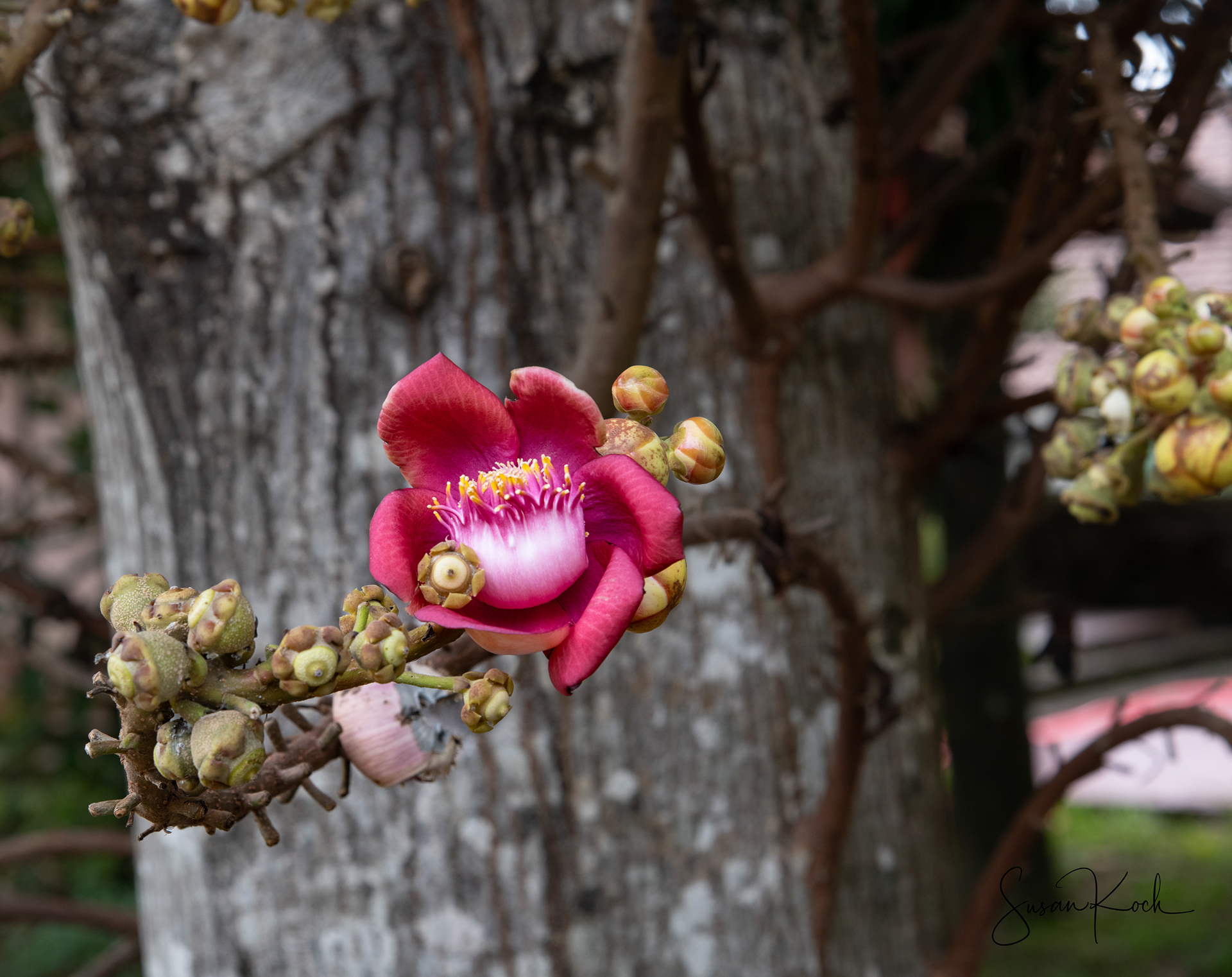 Cannonball Bloom