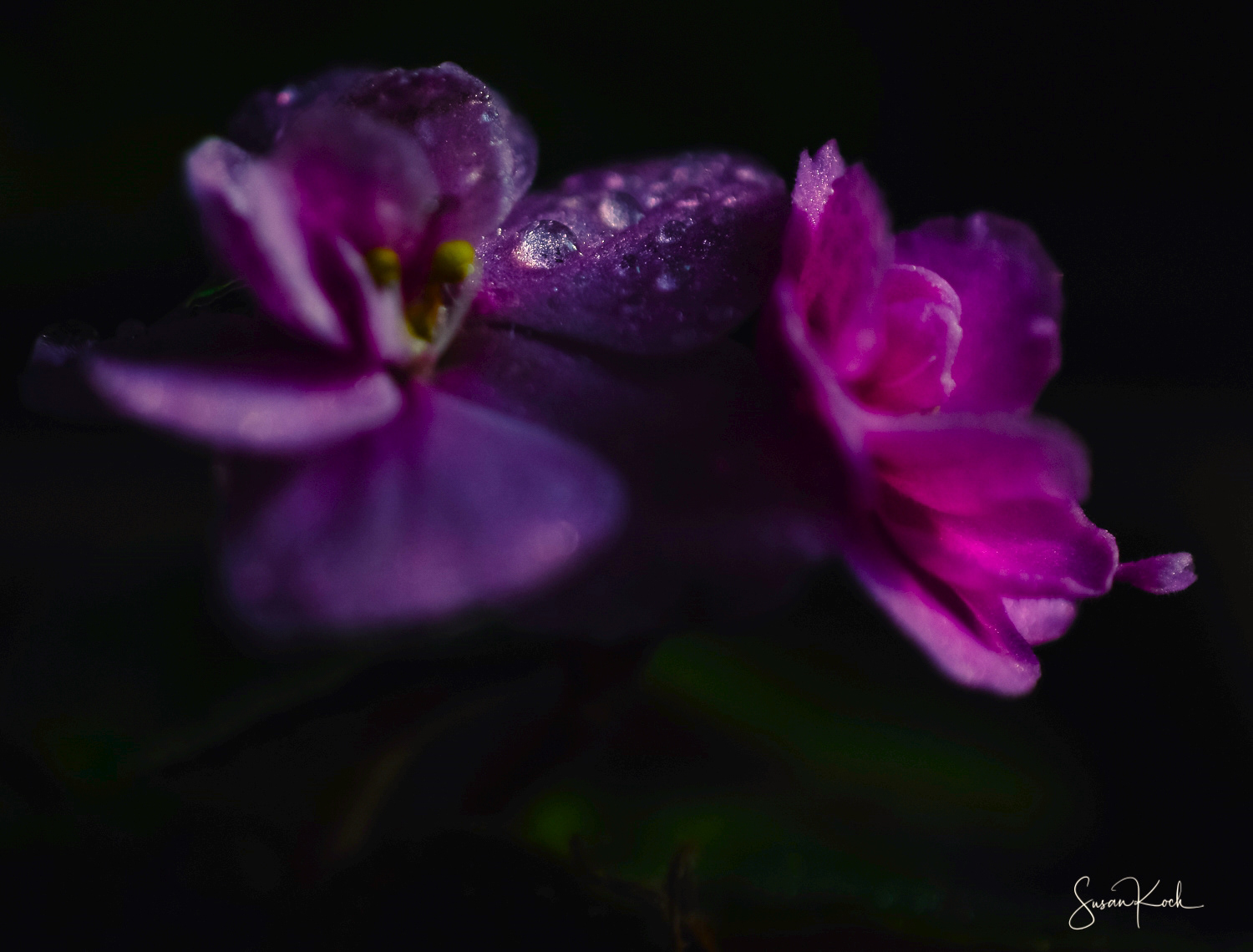 Rain on a Pink Petal