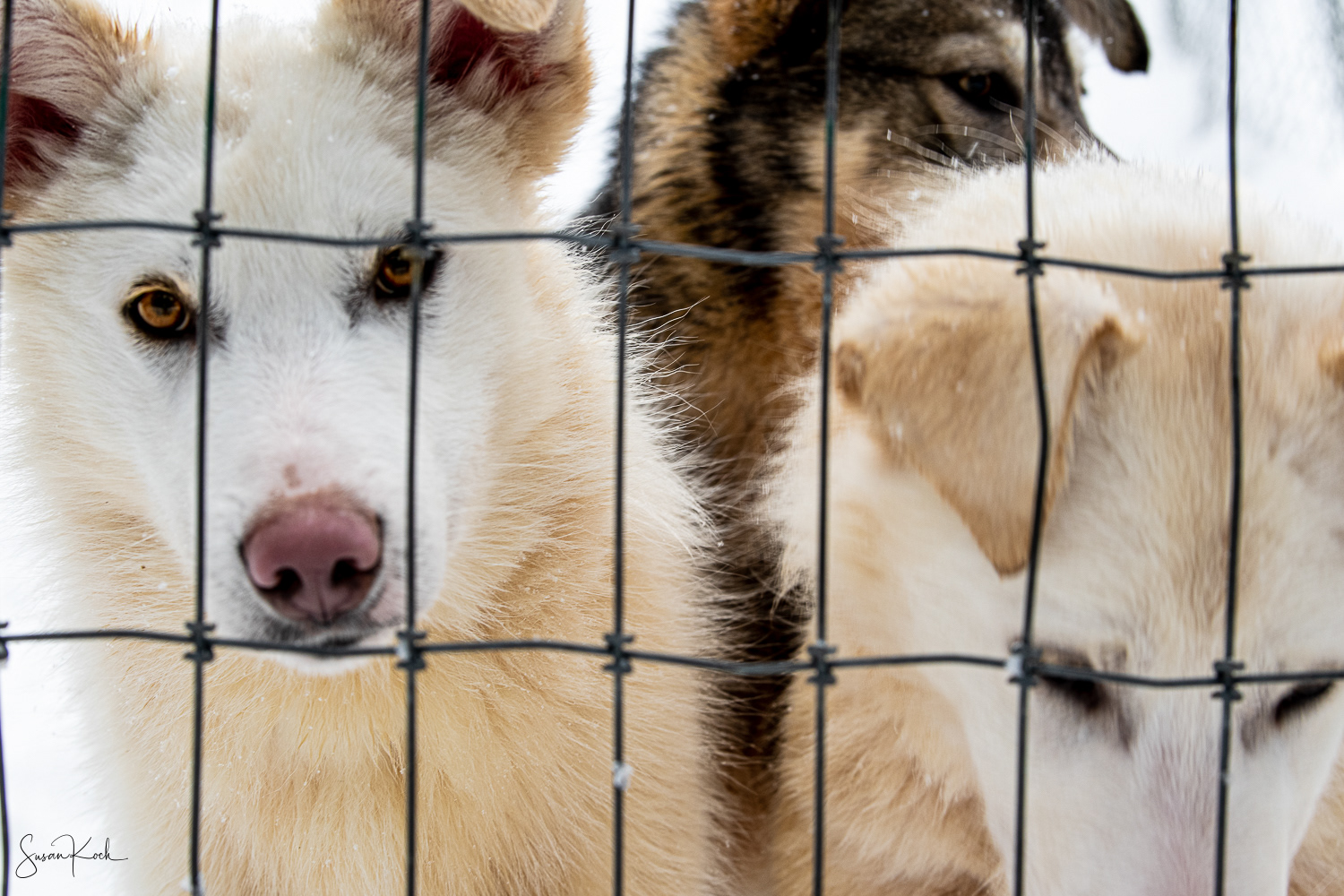 Don't Fence us In