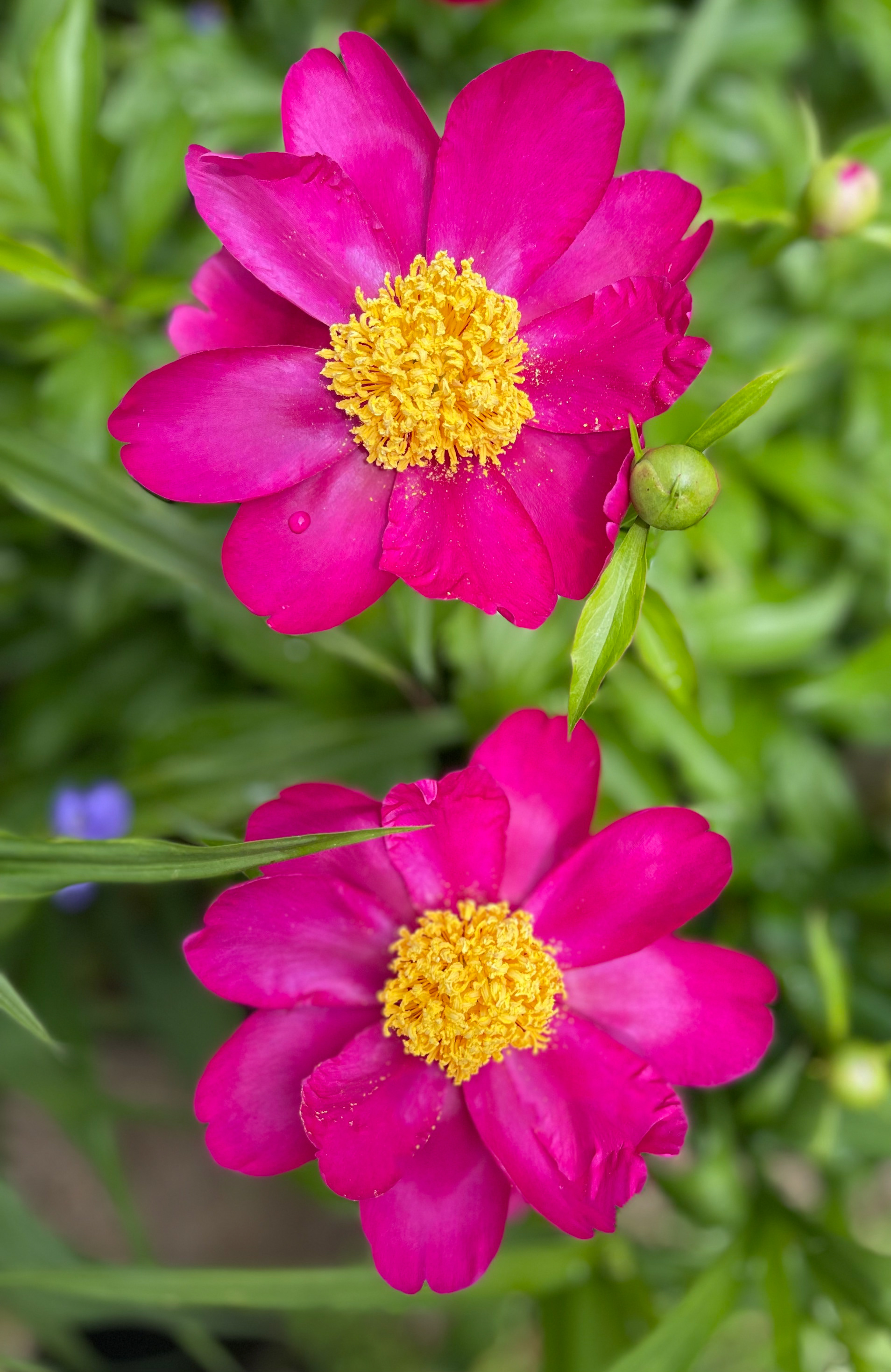 Allan Rogers Peony