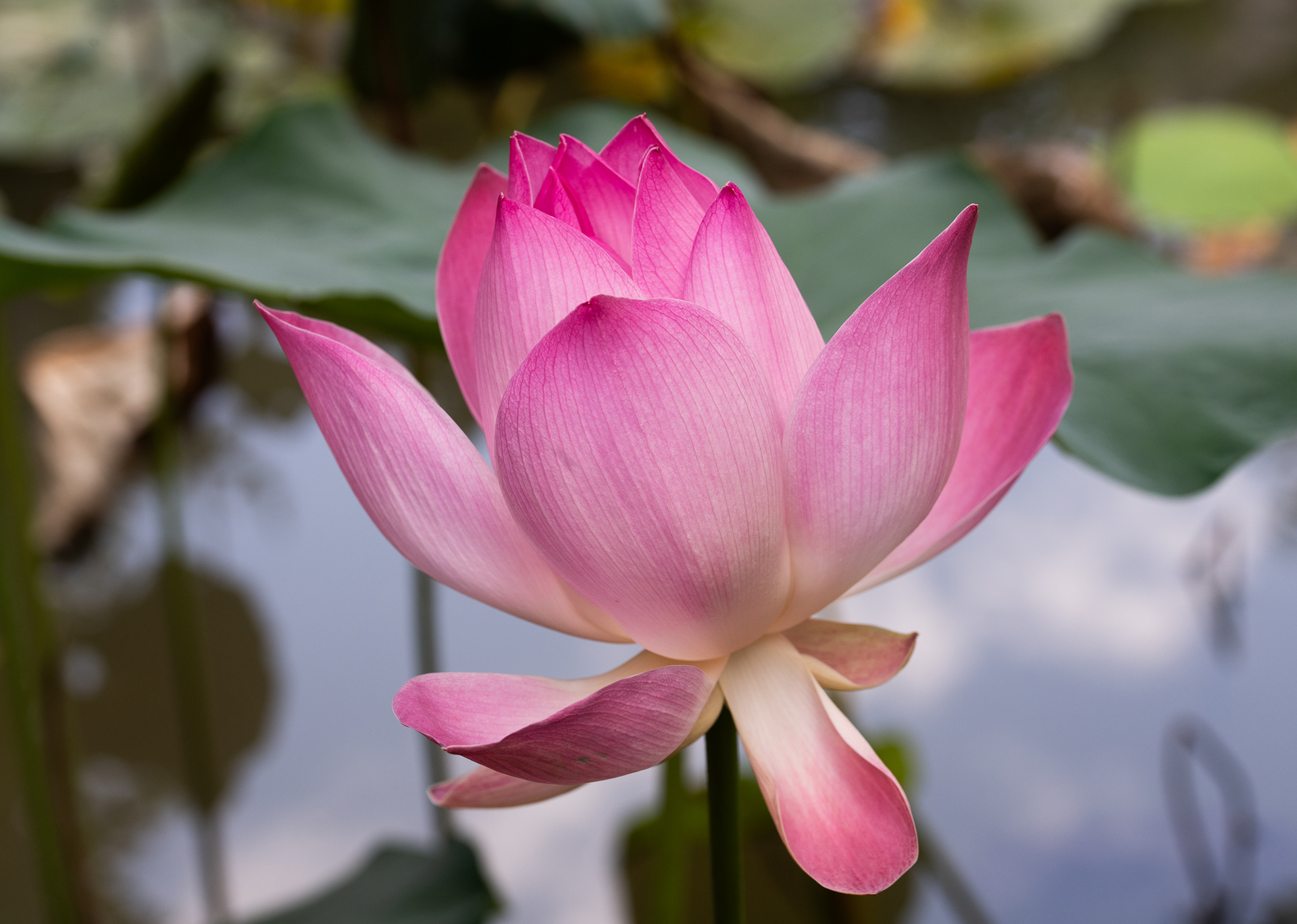 A Perfect Lotus Blossom