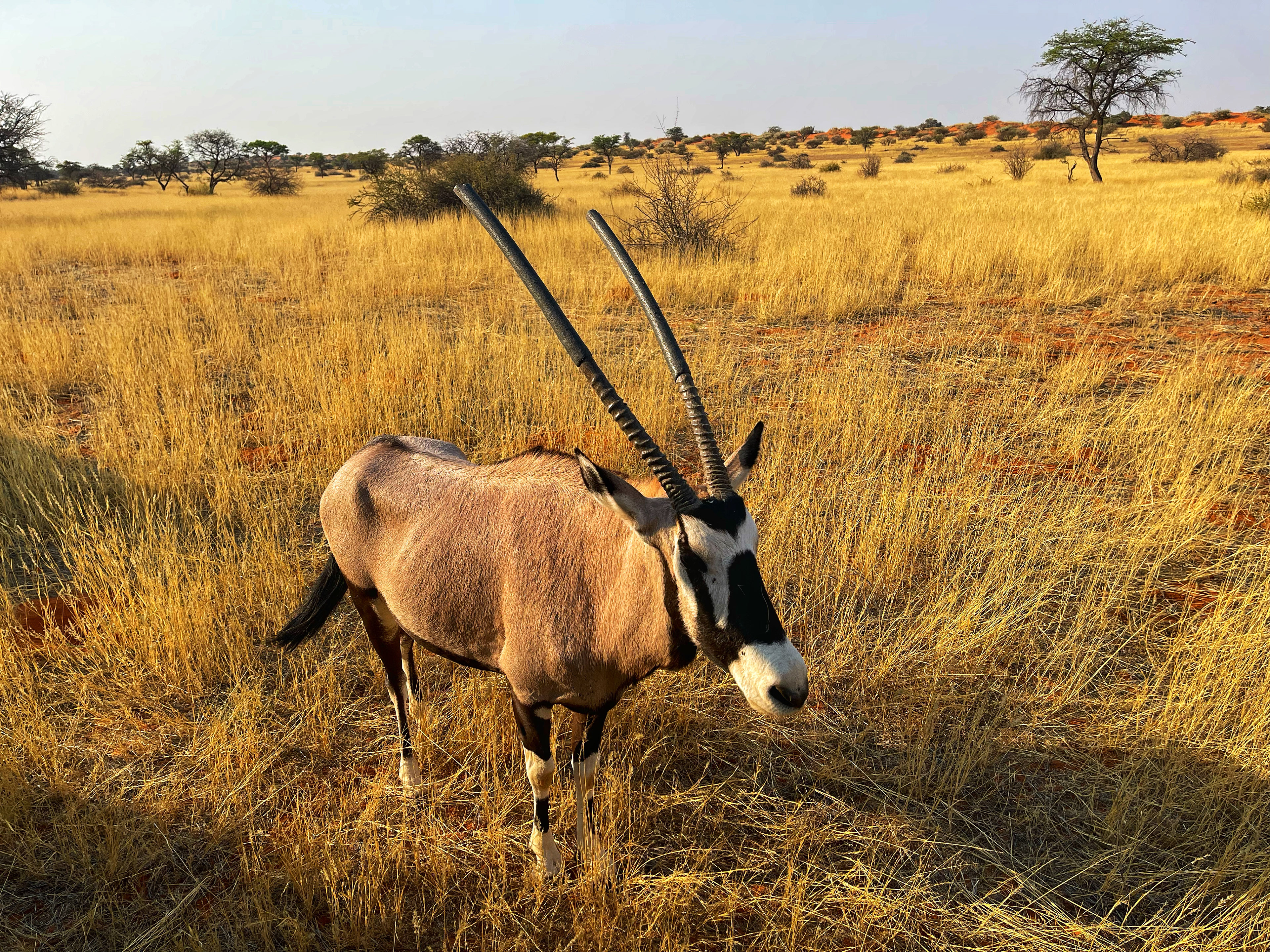 Oryx with Broken Horns