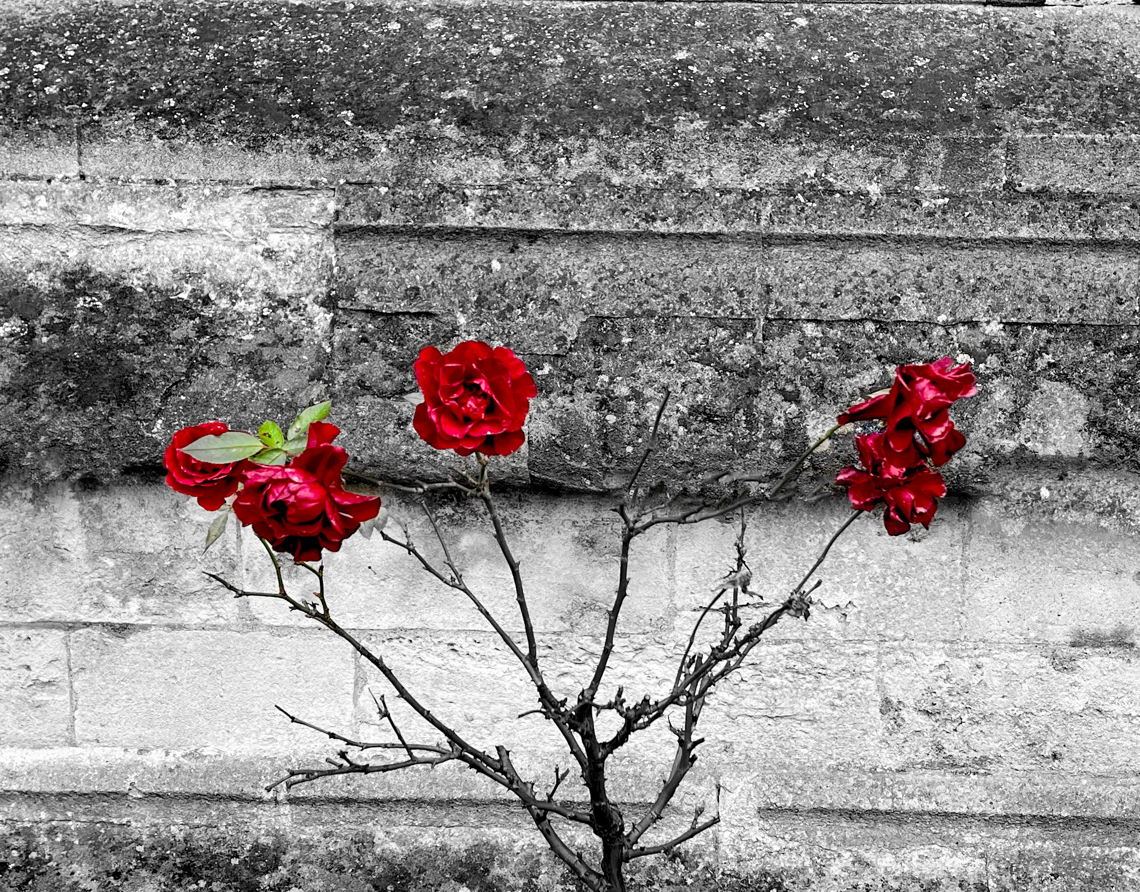 Winter Roses