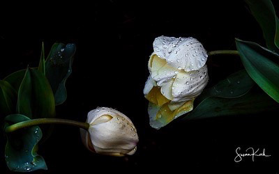 When Tulips Cry