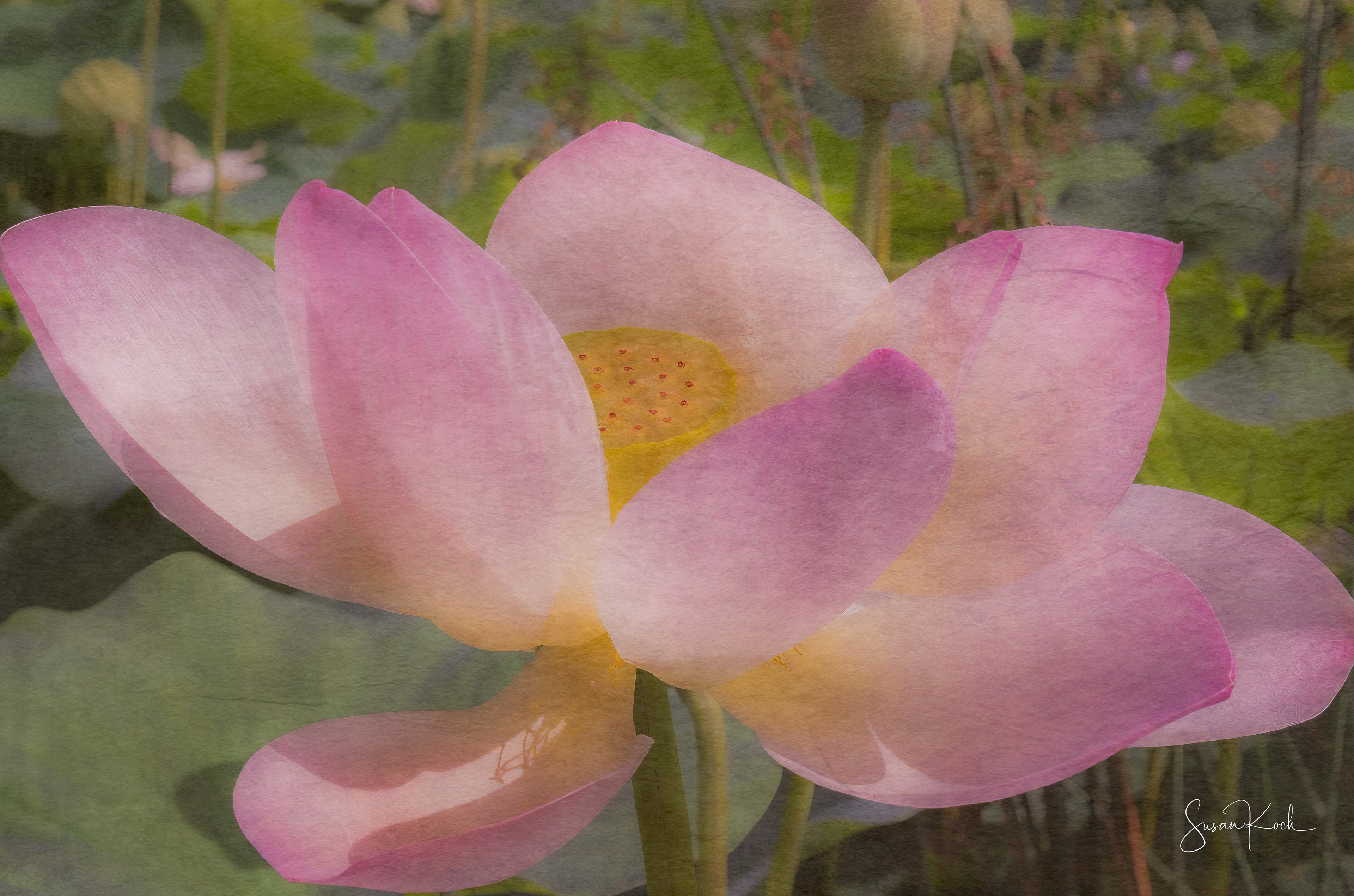 Textured Lotus Blossom