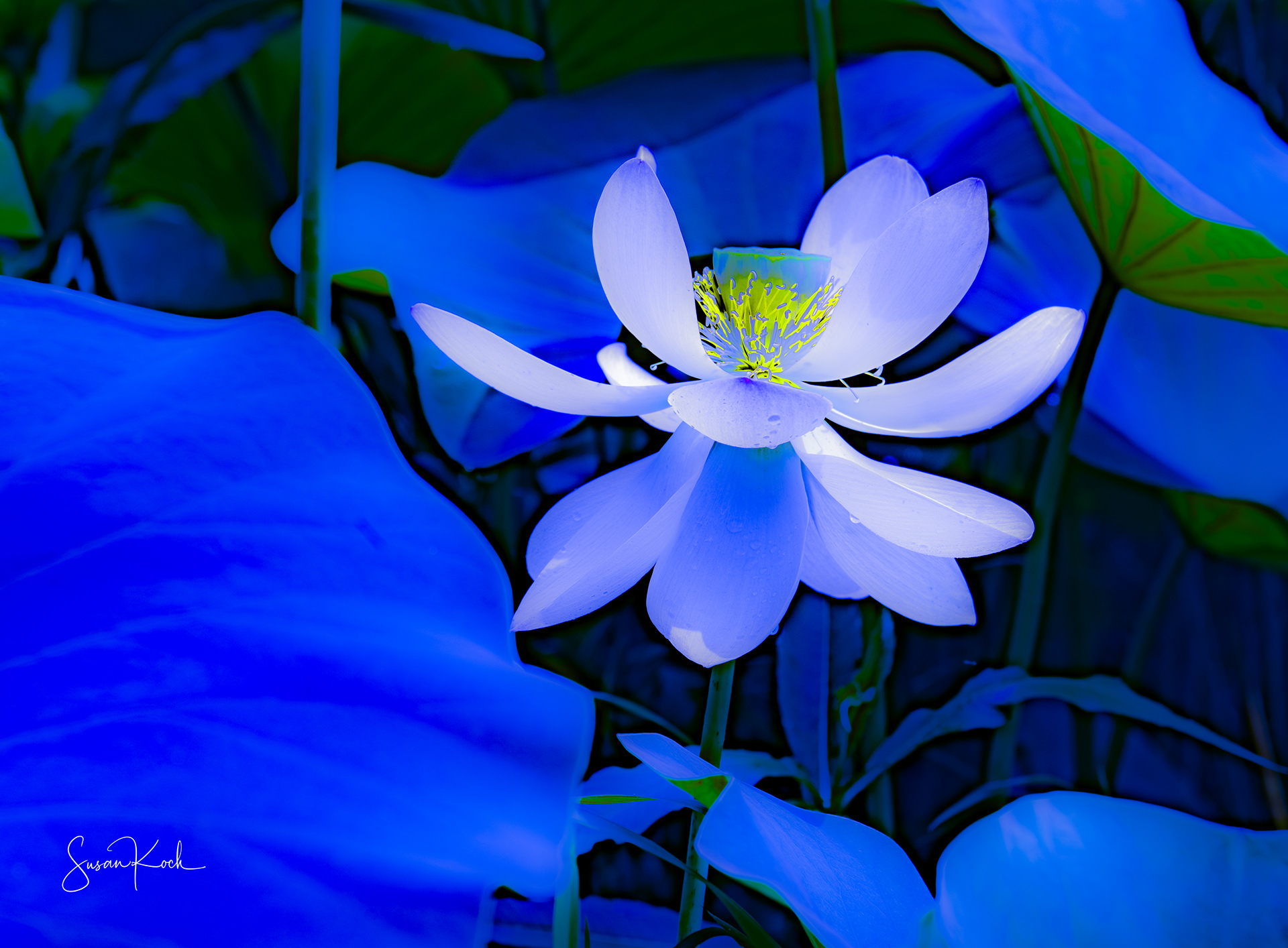 Out of the Blue