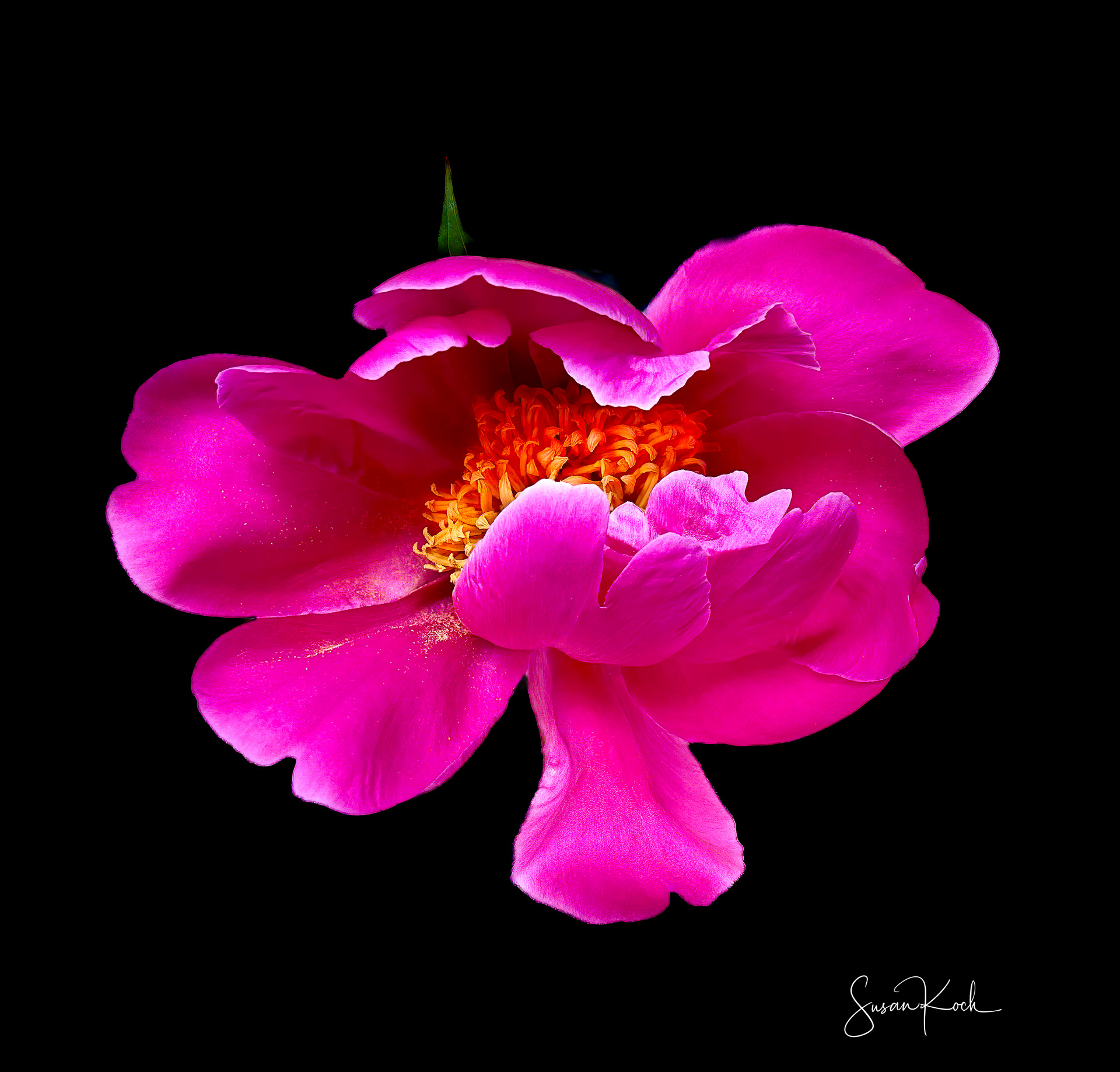 Pink on Black