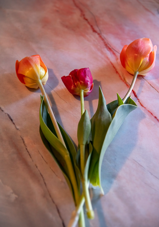 Tulip Trio