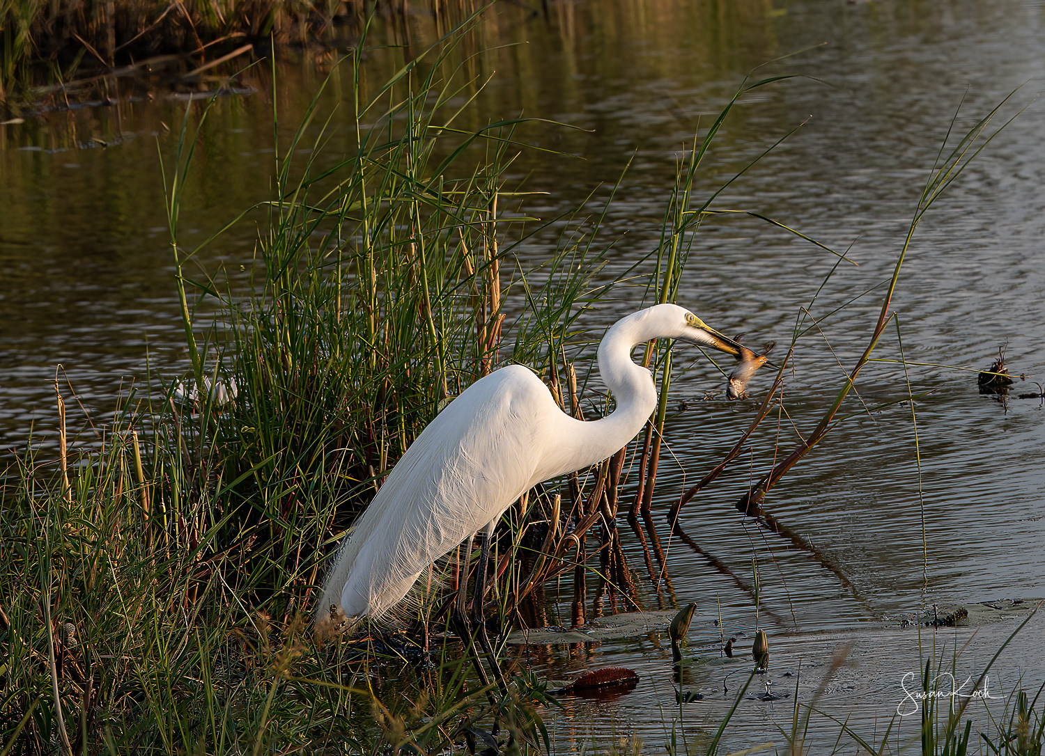 Hungry White Egret