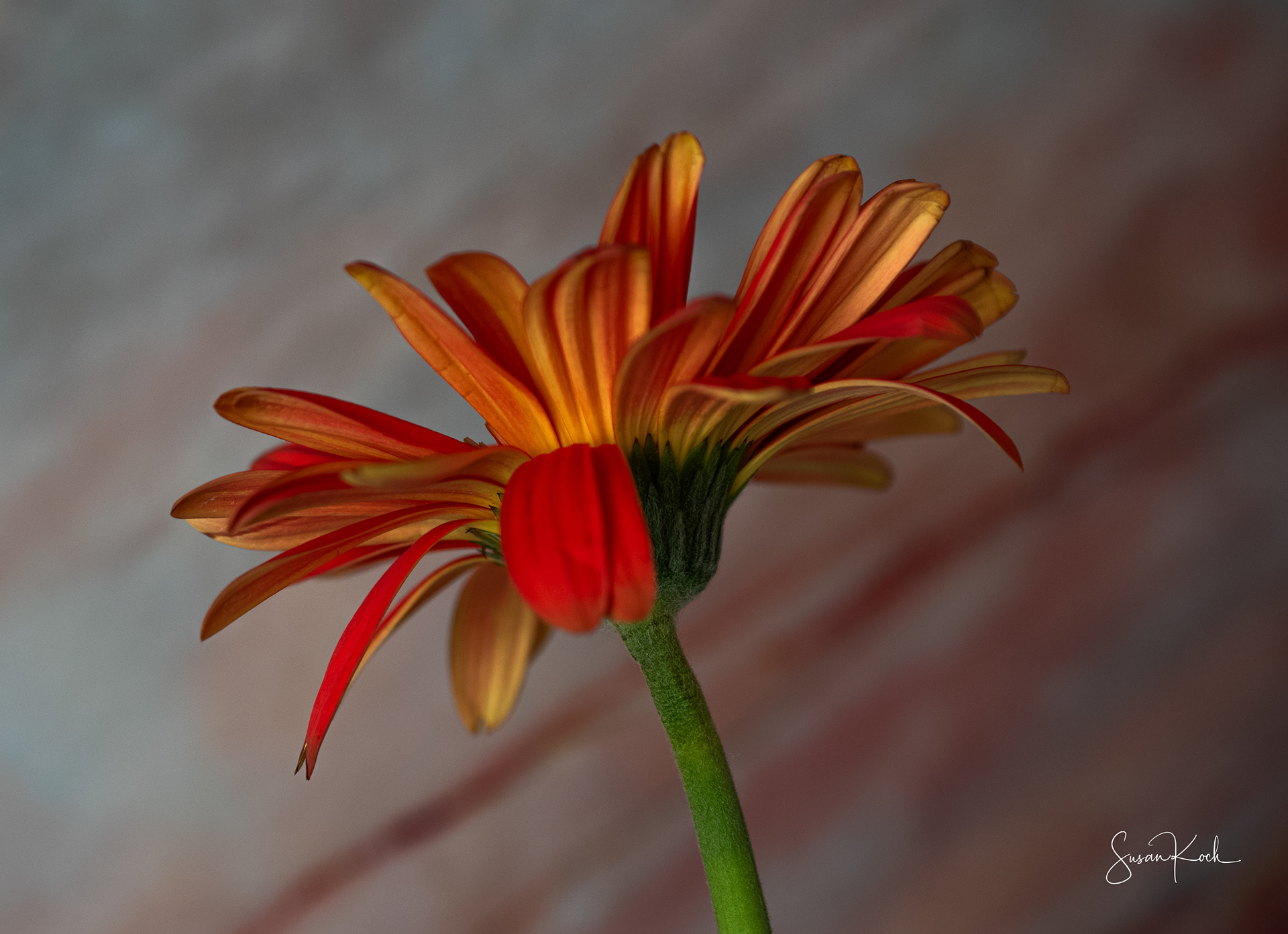Delicate