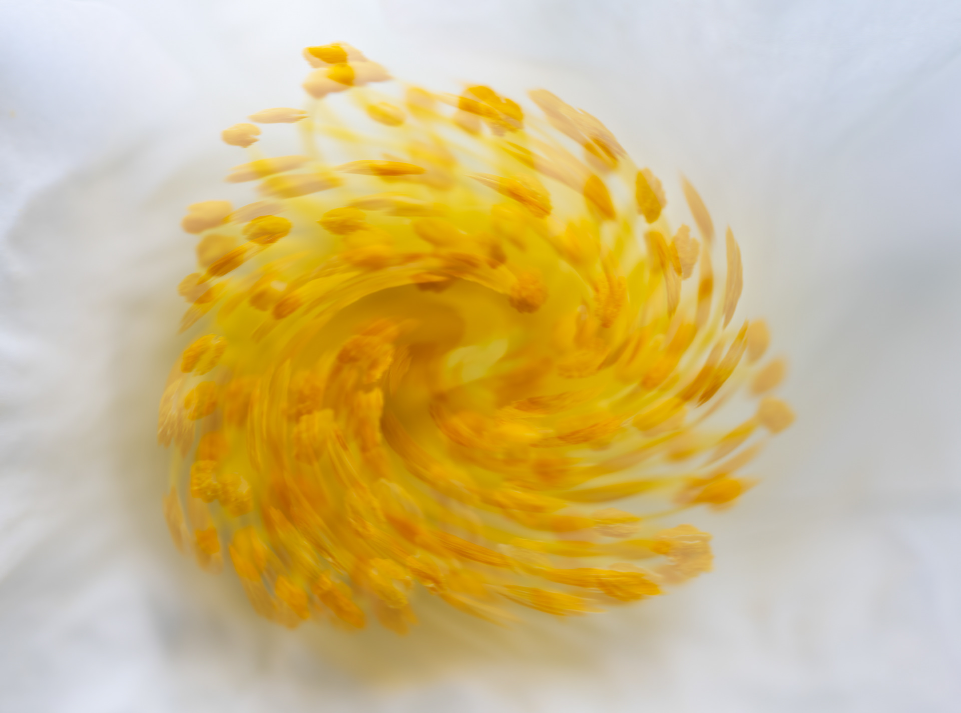 Yellow Swirl