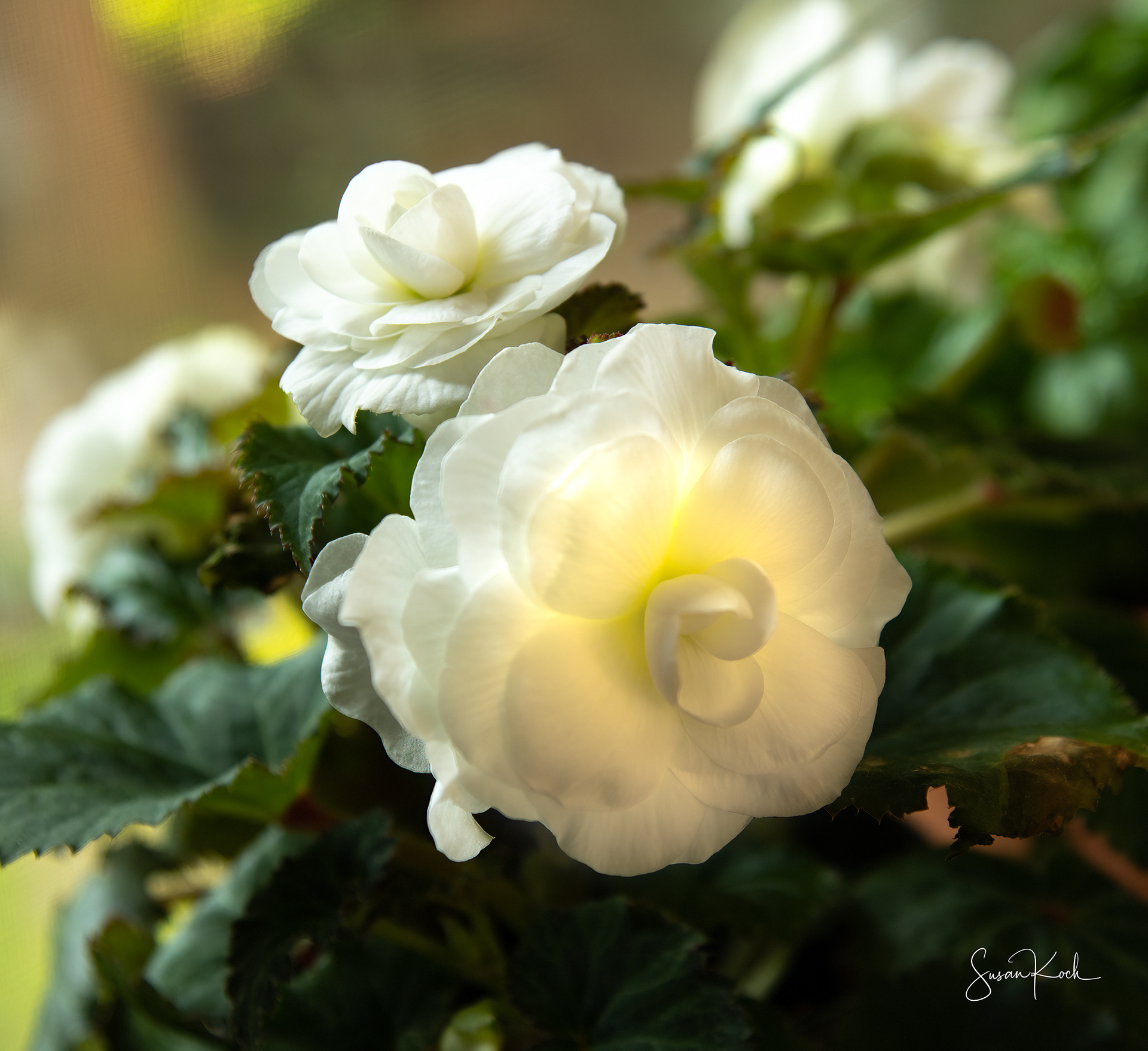 Bright Begonia