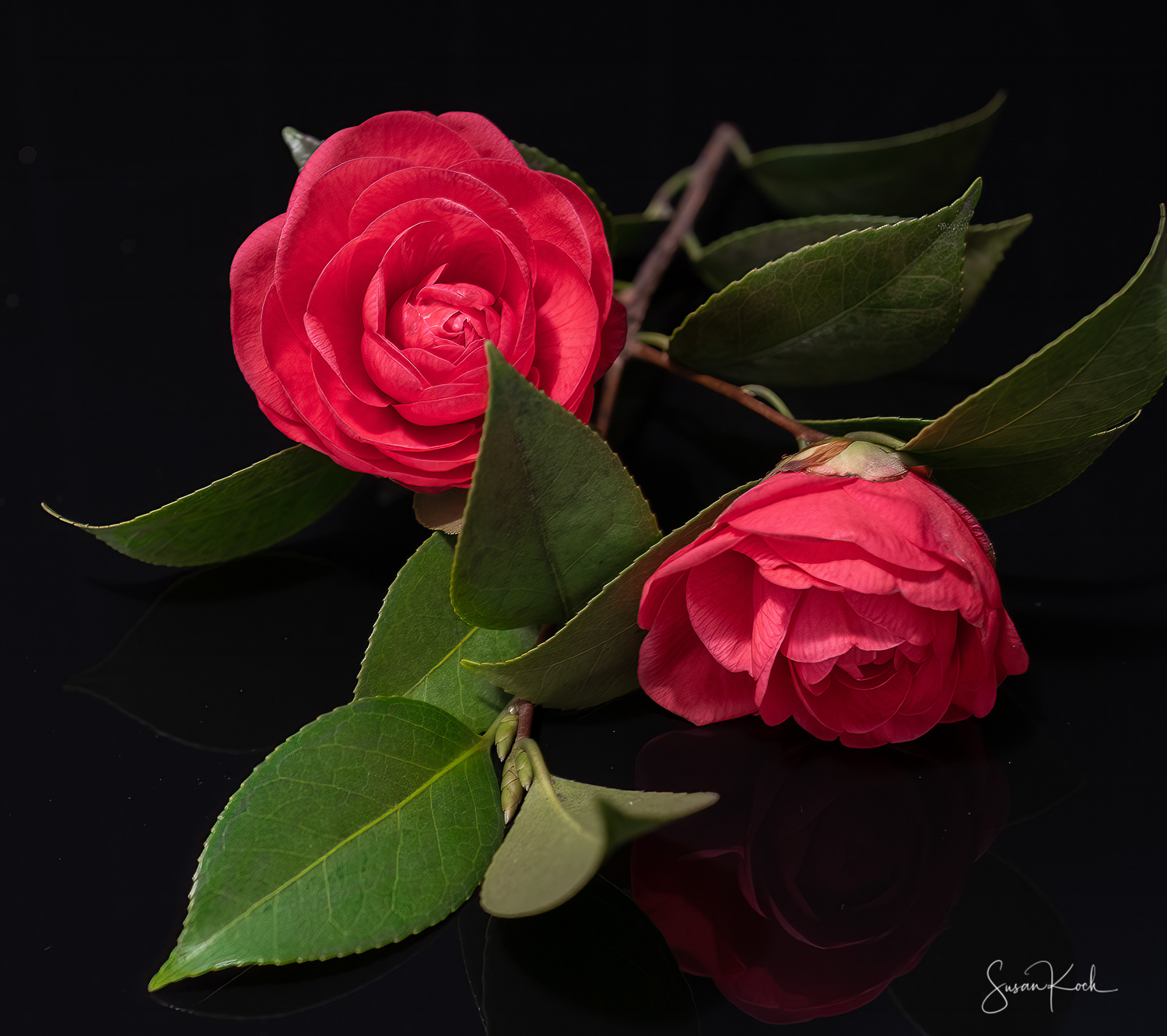 Rosettes