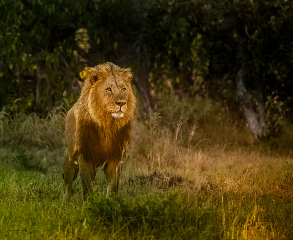 The Lion King