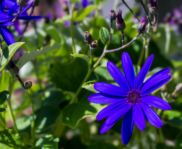 Aster Blue