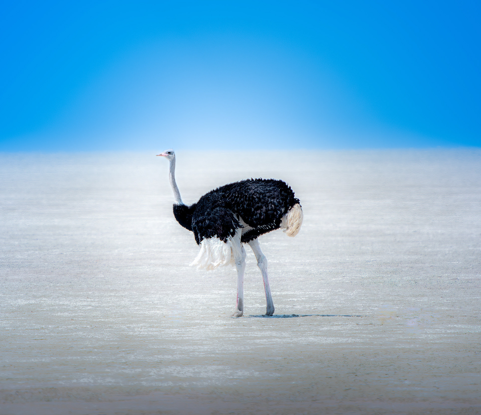 Solo Ostrich