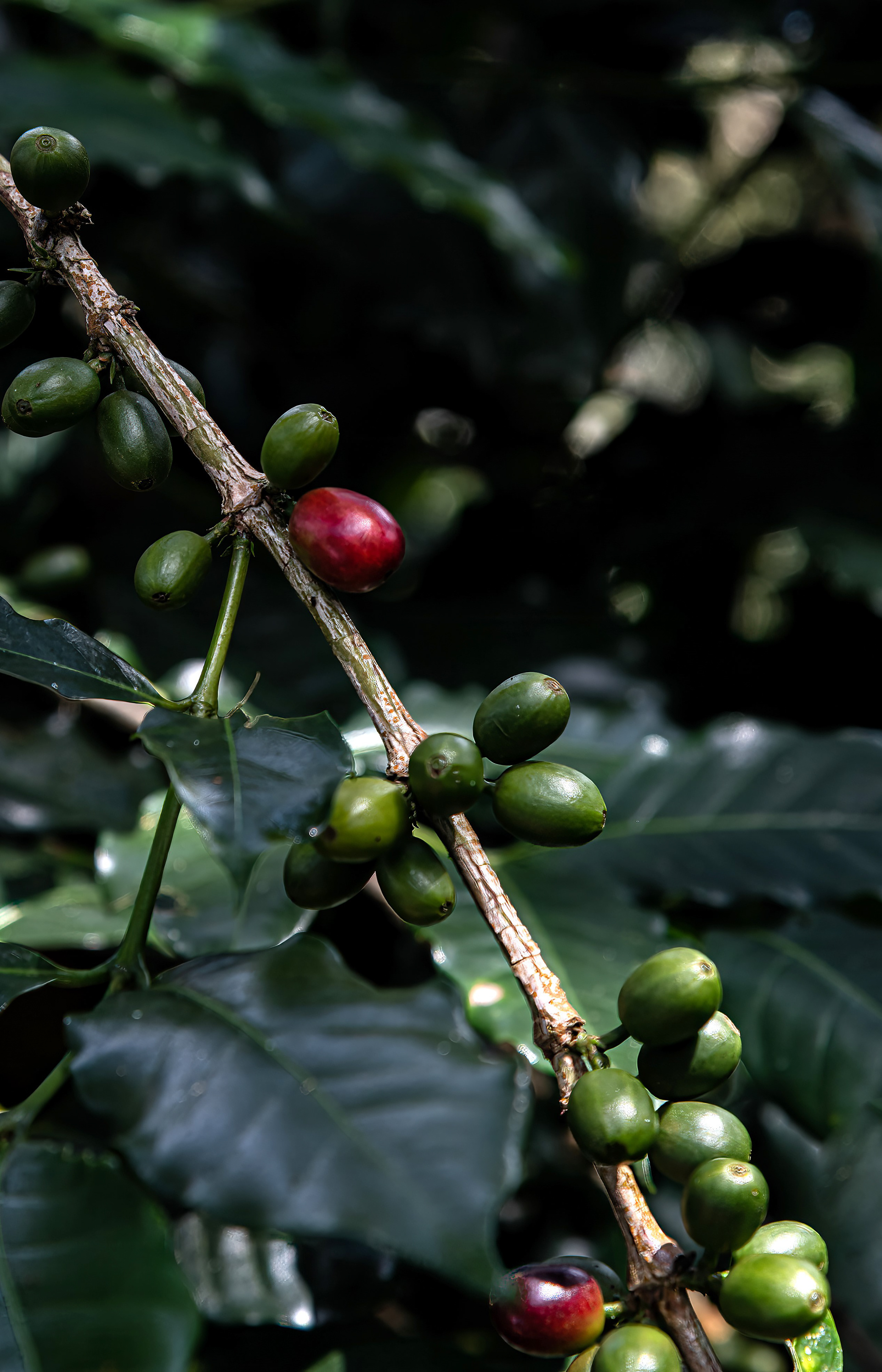 The Red Coffee Beans