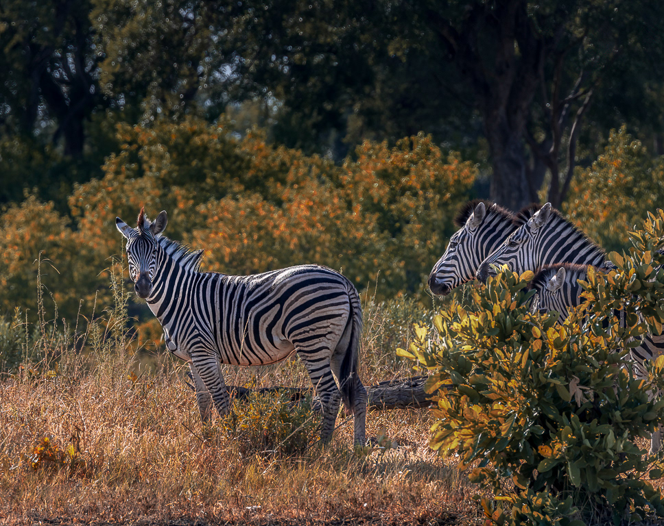 Three Zebra