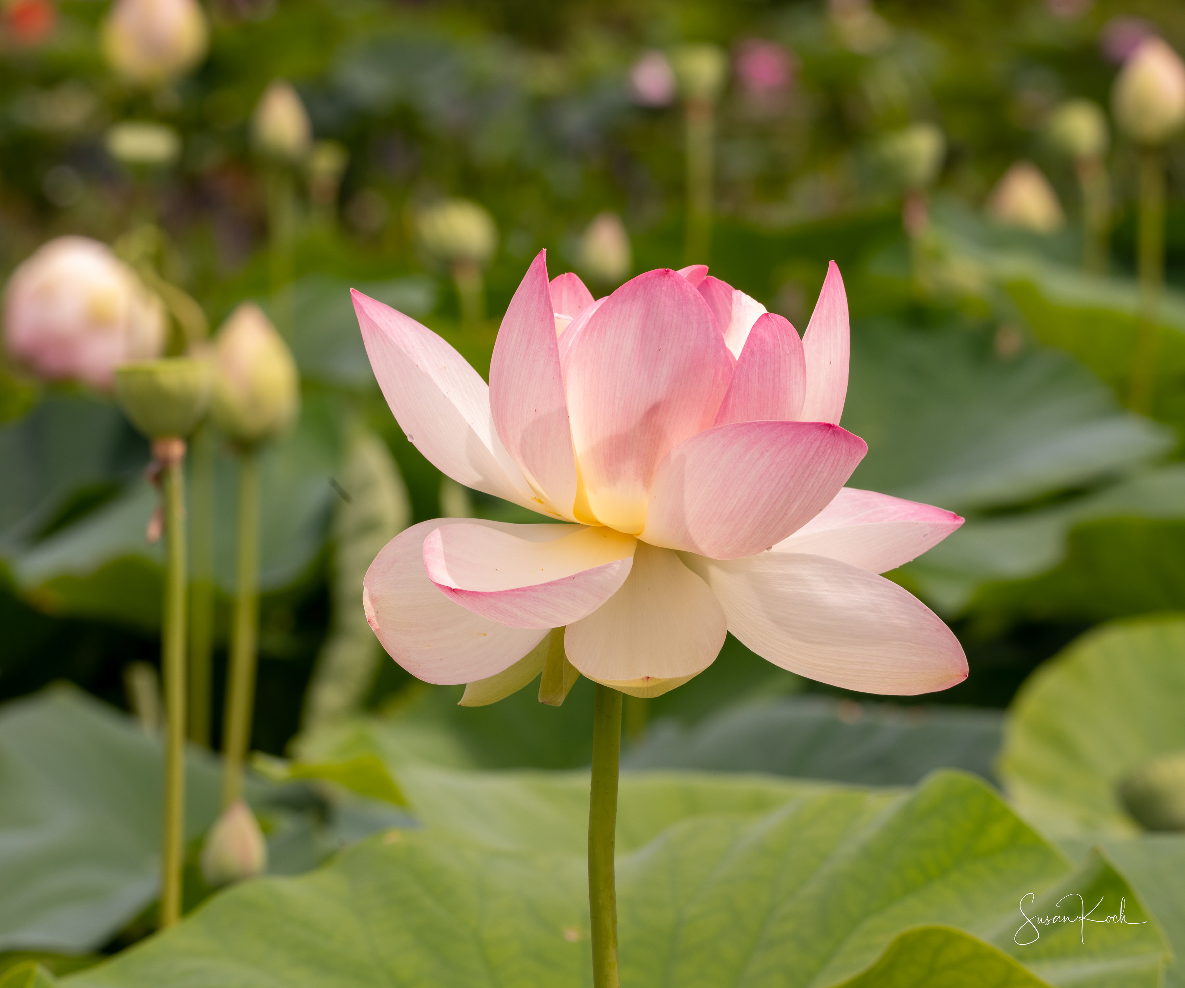 Lotus Straight Up